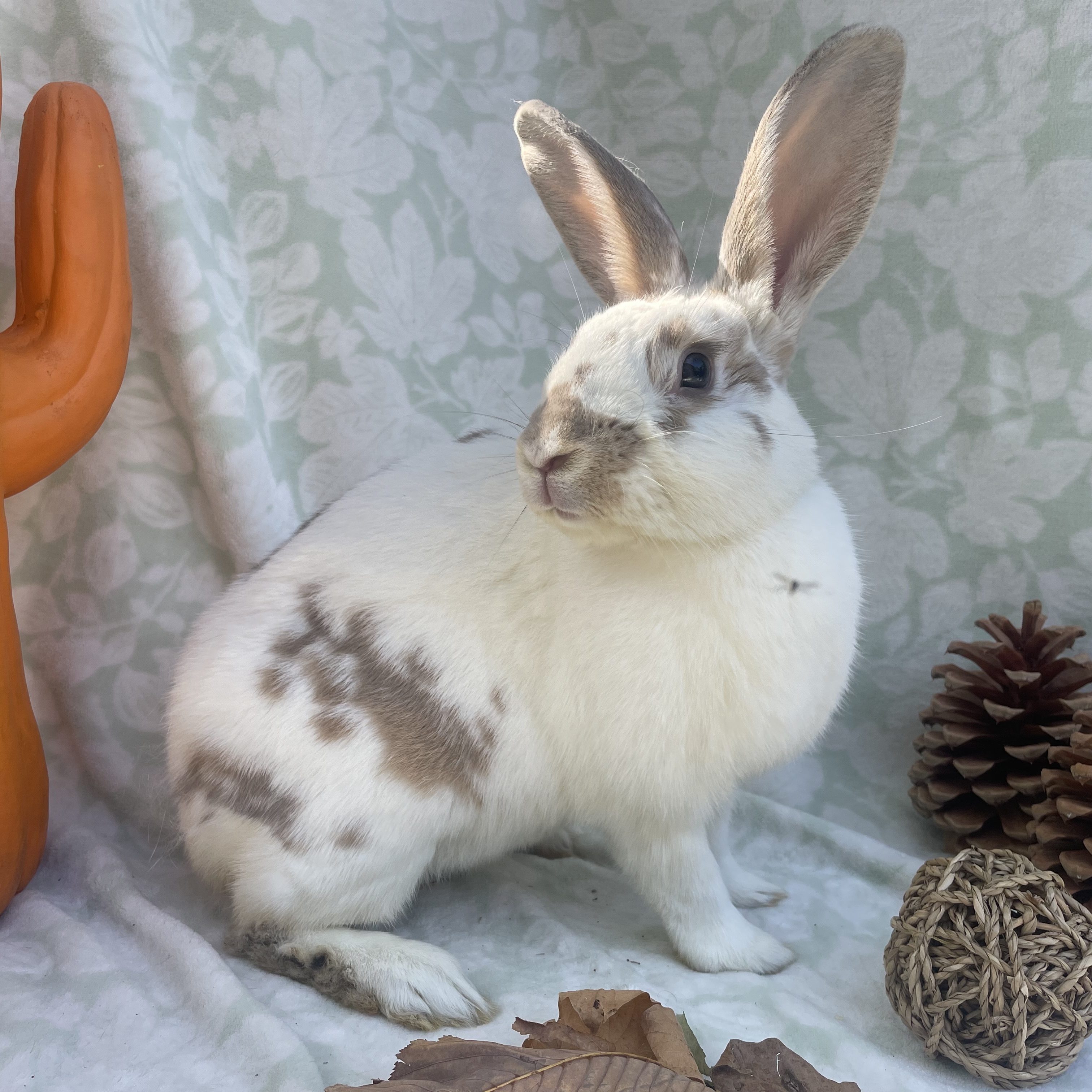 Enlarge Graham, a Adopted mixed breed in Indianapolis, IN image 1/6