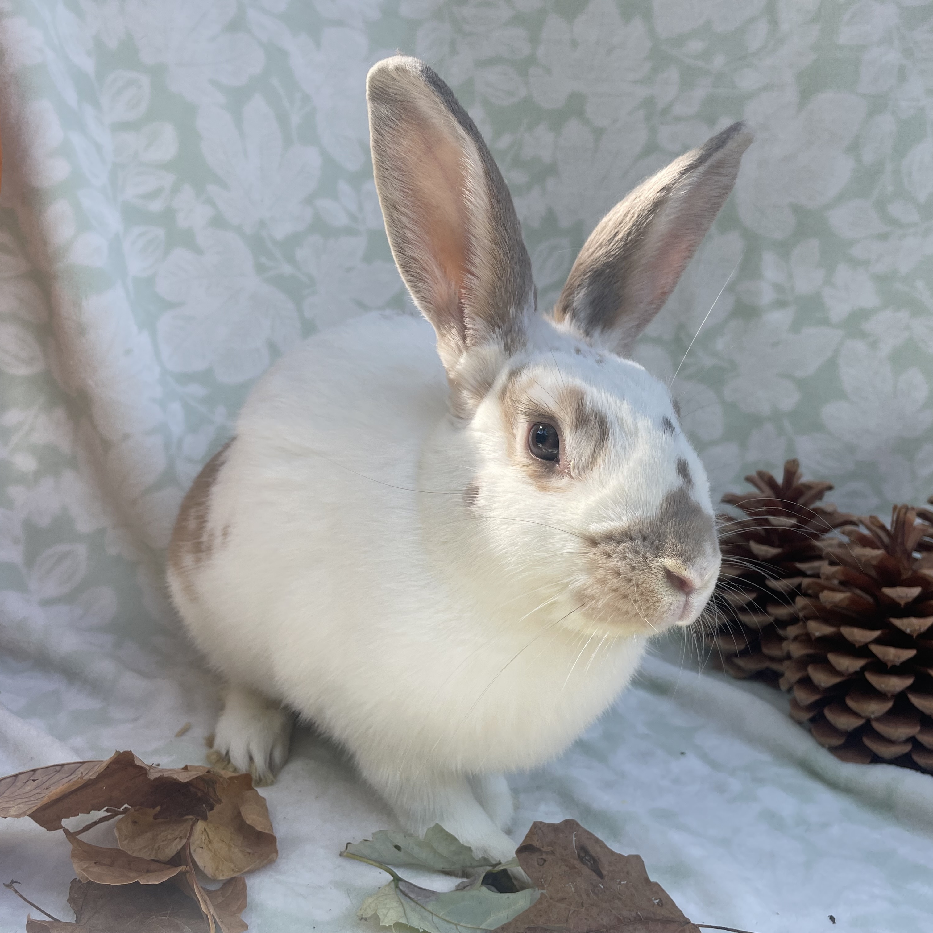 Enlarge Graham, a Adopted mixed breed in Indianapolis, IN image 2/6