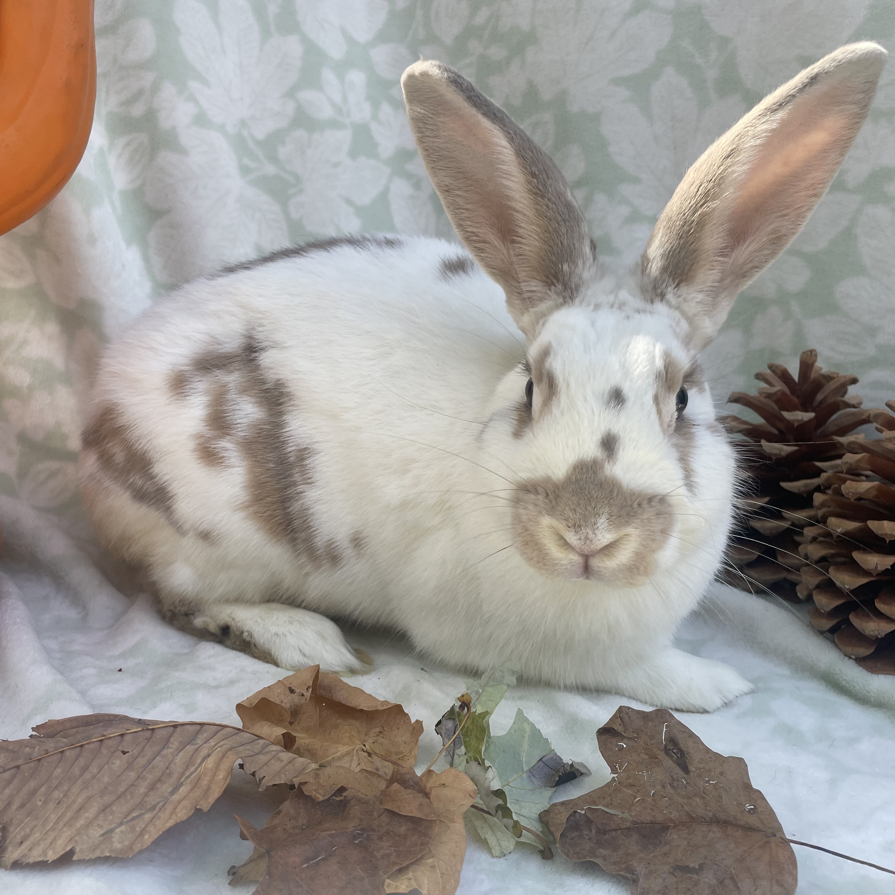 Enlarge Graham, a Adopted mixed breed in Indianapolis, IN image 3/6