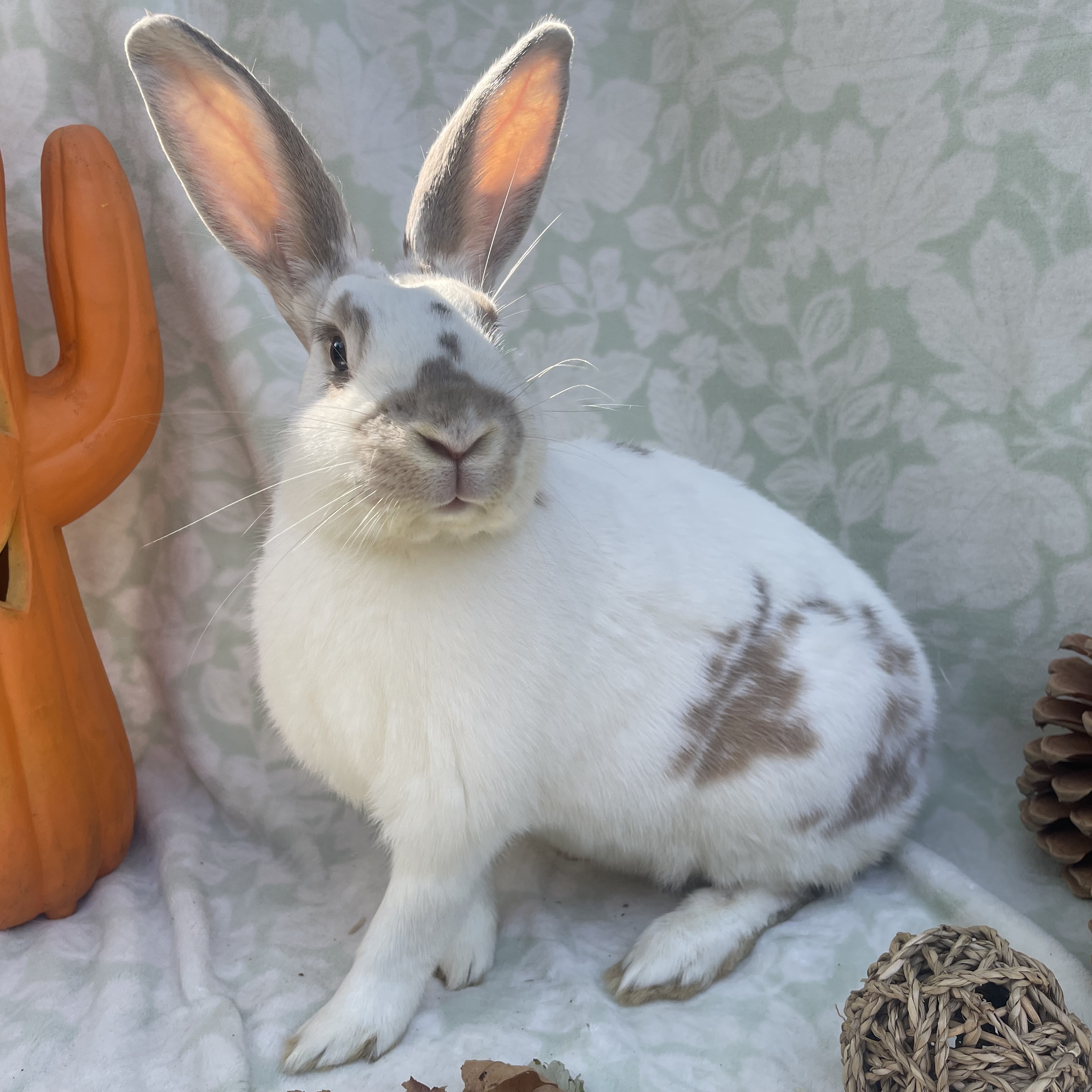 Graham, Adopted, Adult Male English Spot.