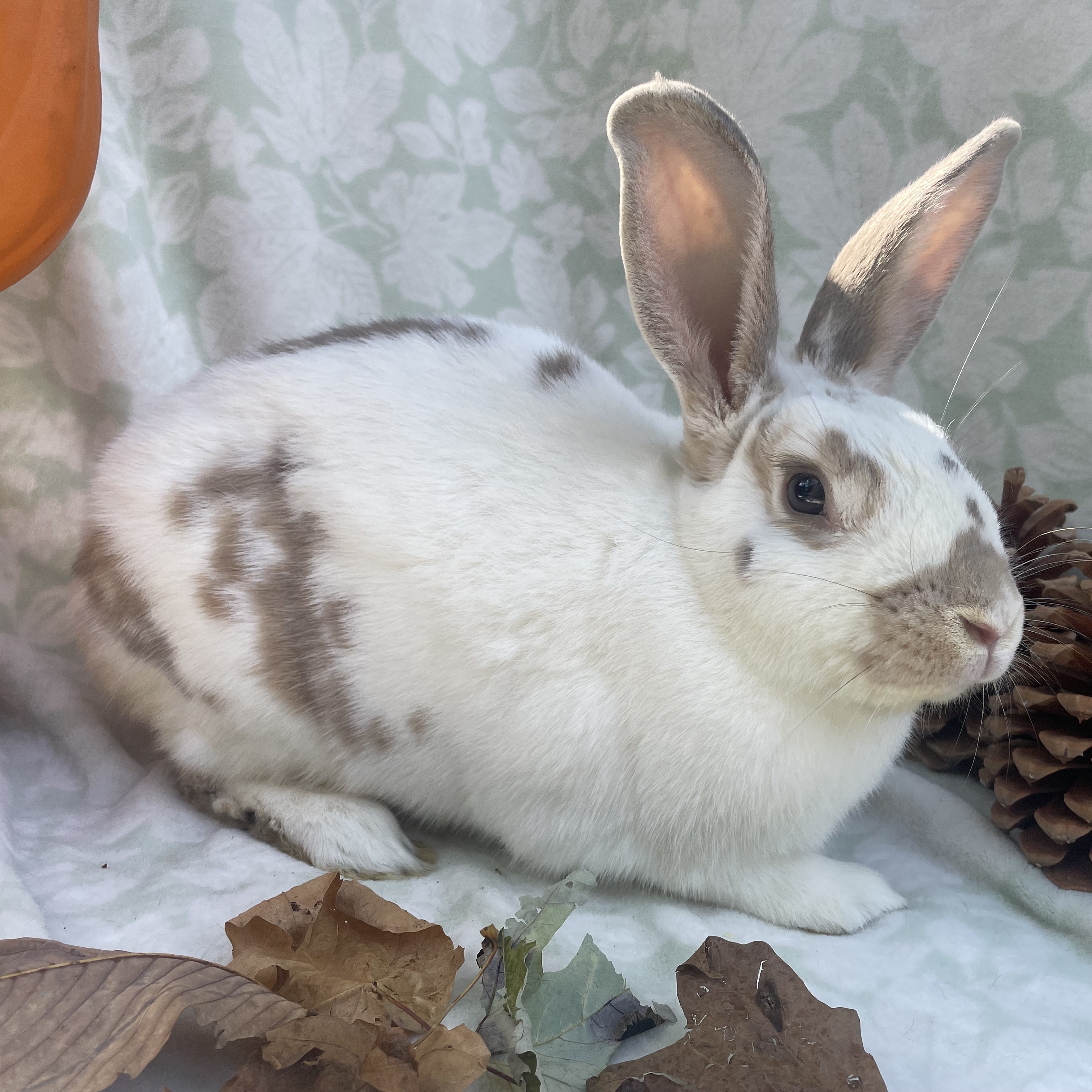 Enlarge Graham, a Adopted mixed breed in Indianapolis, IN image 5/6