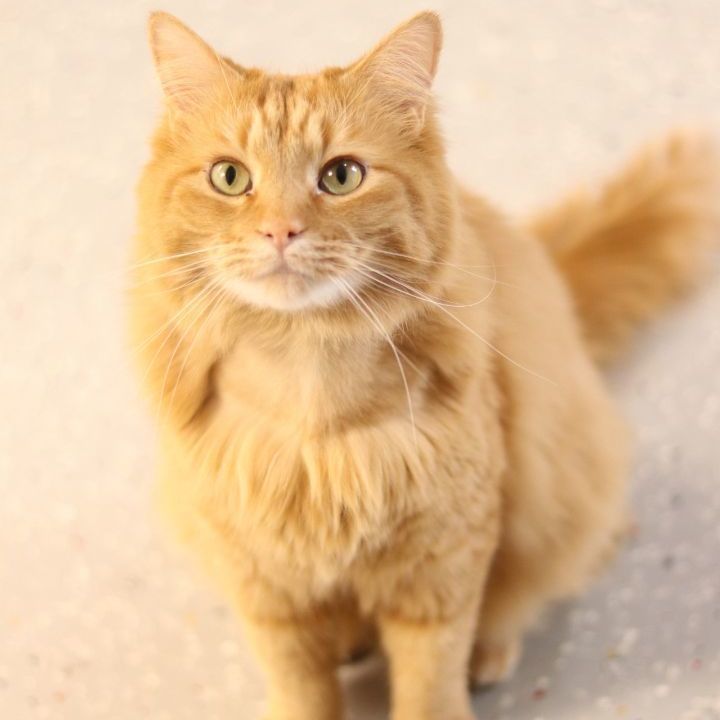 Spooner, Adoptable, Adult Male Domestic Long Hair & Tabby.