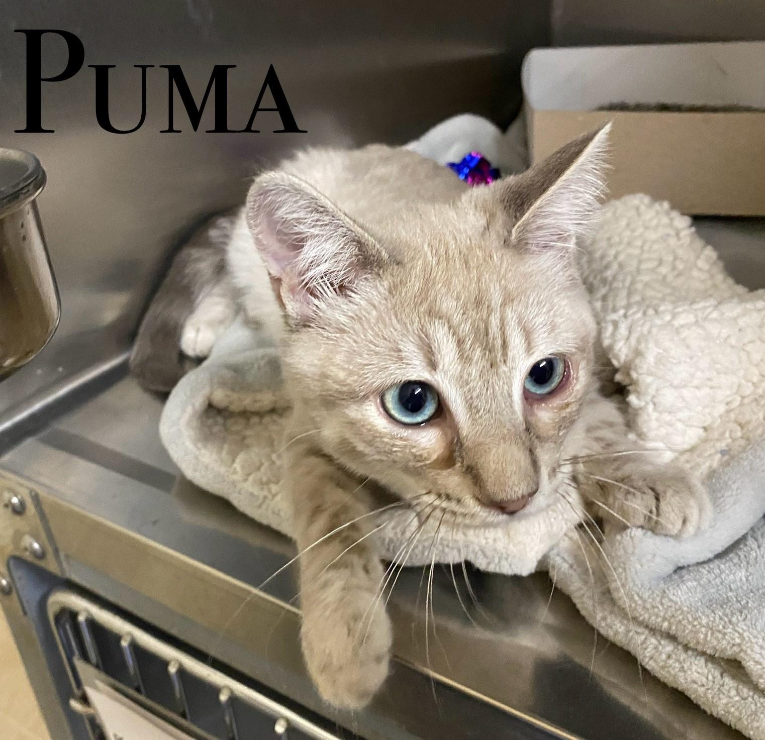 Puma