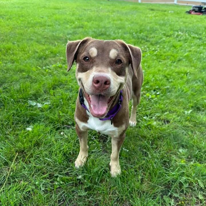 Enlarge Maple, a Adoptable mixed breed in Baldwin, WI image 1/4