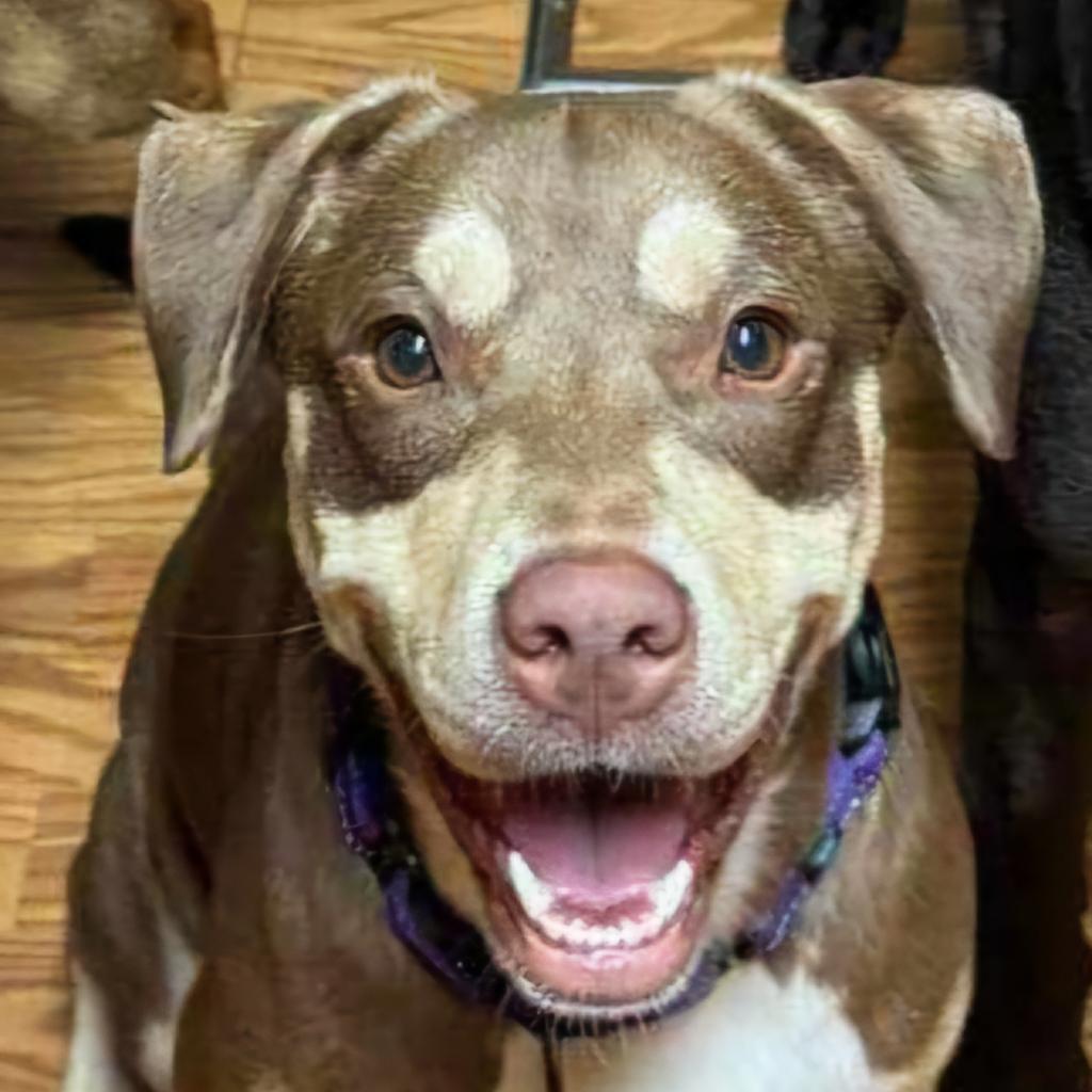 Maple, Adoptable, Adult Female Chocolate Labrador Retriever & Australian Shepherd.