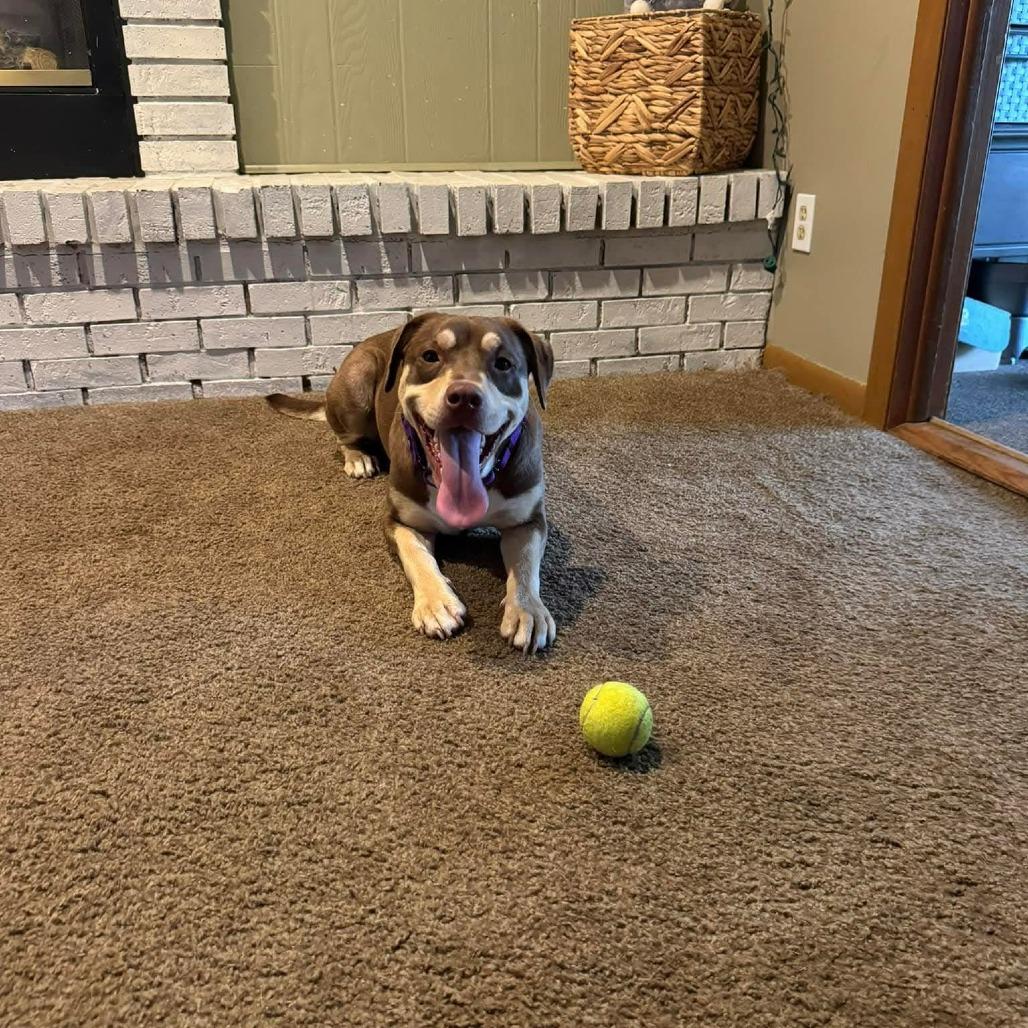 Enlarge Maple, a Adoptable mixed breed in Baldwin, WI image 3/4