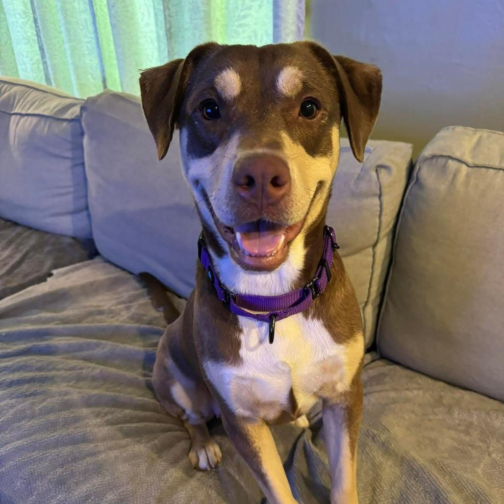 Enlarge Maple, a Adoptable mixed breed in Baldwin, WI image 4/4