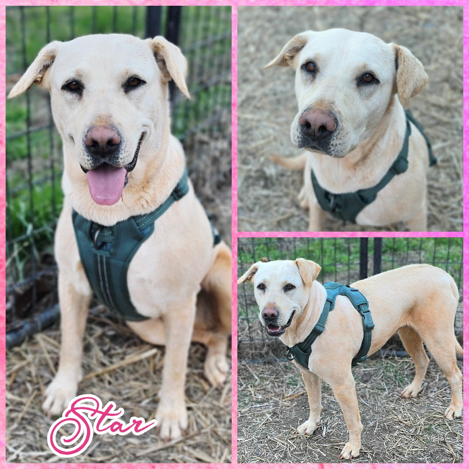 Enlarge Star , a ADOPTABLE mixed breed in Blacksburg, SC image 1/1