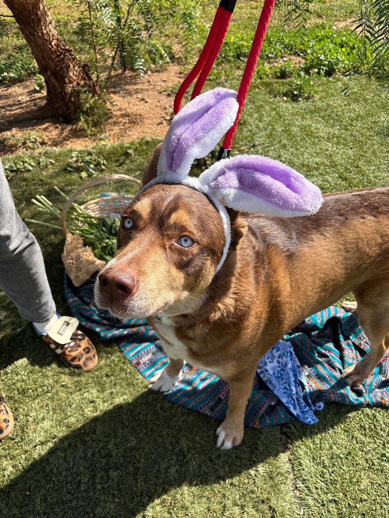 Zach the handsome one, a ADOPTABLE mixed breed in Studio City, CA image 3/6