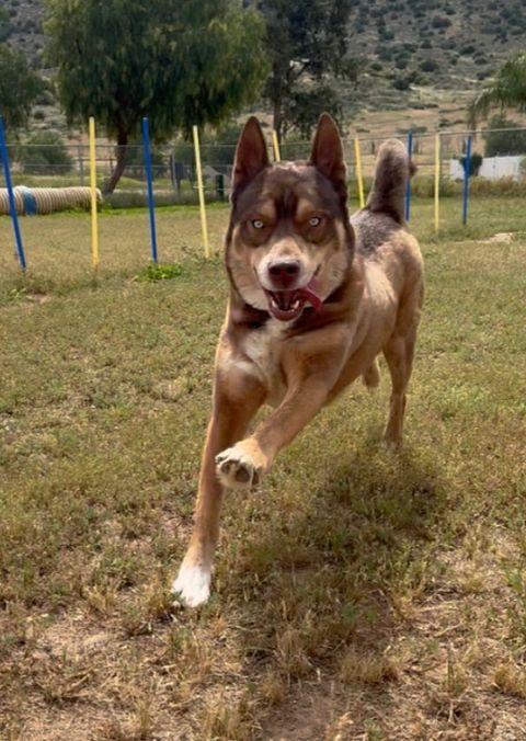 Enlarge Zev the handsome one, a ADOPTABLE mixed breed in Studio City, CA image 2/2