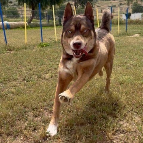 Zach the handsome one, a ADOPTABLE mixed breed in Studio City, CA image 2/6