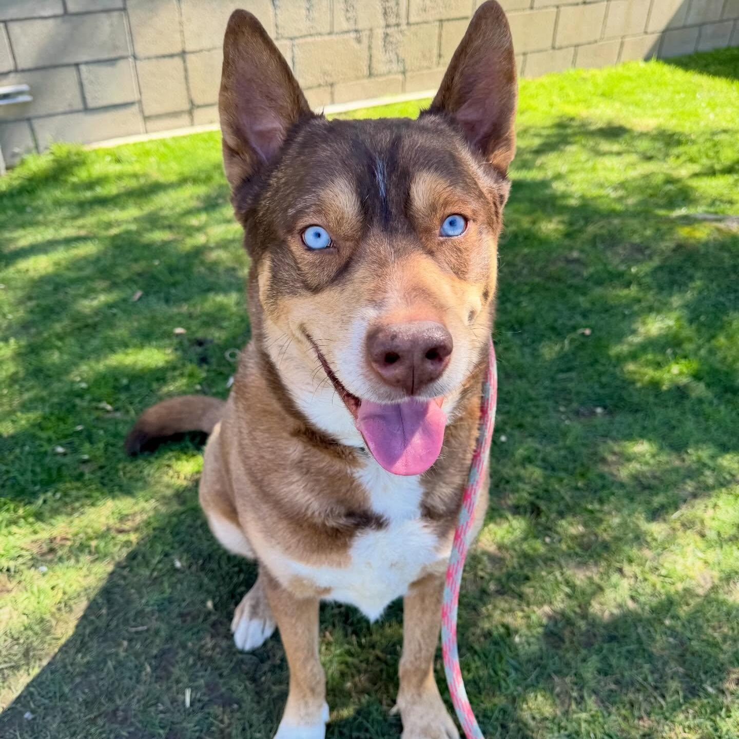 Zach the handsome one, a ADOPTABLE mixed breed in Studio City, CA image 4/6