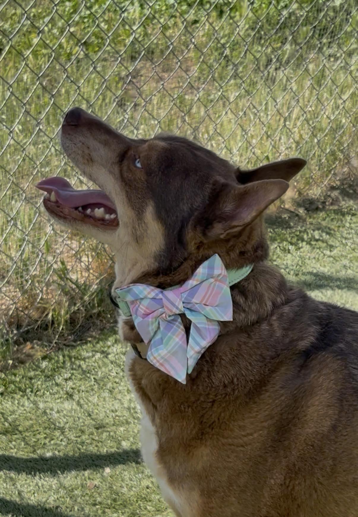 Zach the handsome one, a ADOPTABLE mixed breed in Studio City, CA image 5/6