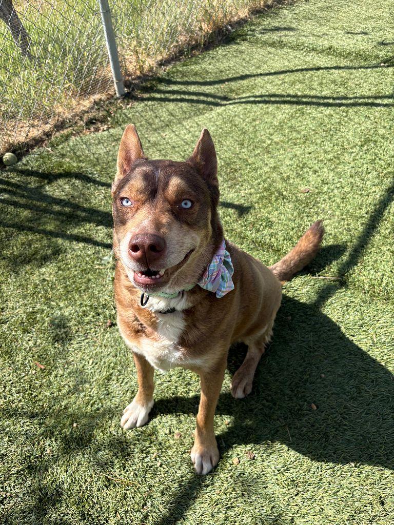 Zach the handsome one, a ADOPTABLE mixed breed in Studio City, CA image 6/6