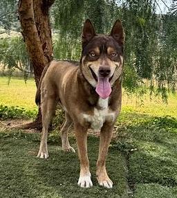 Zev the handsome one, ADOPTABLE, Adult Male Siberian Husky & German Shepherd Dog.