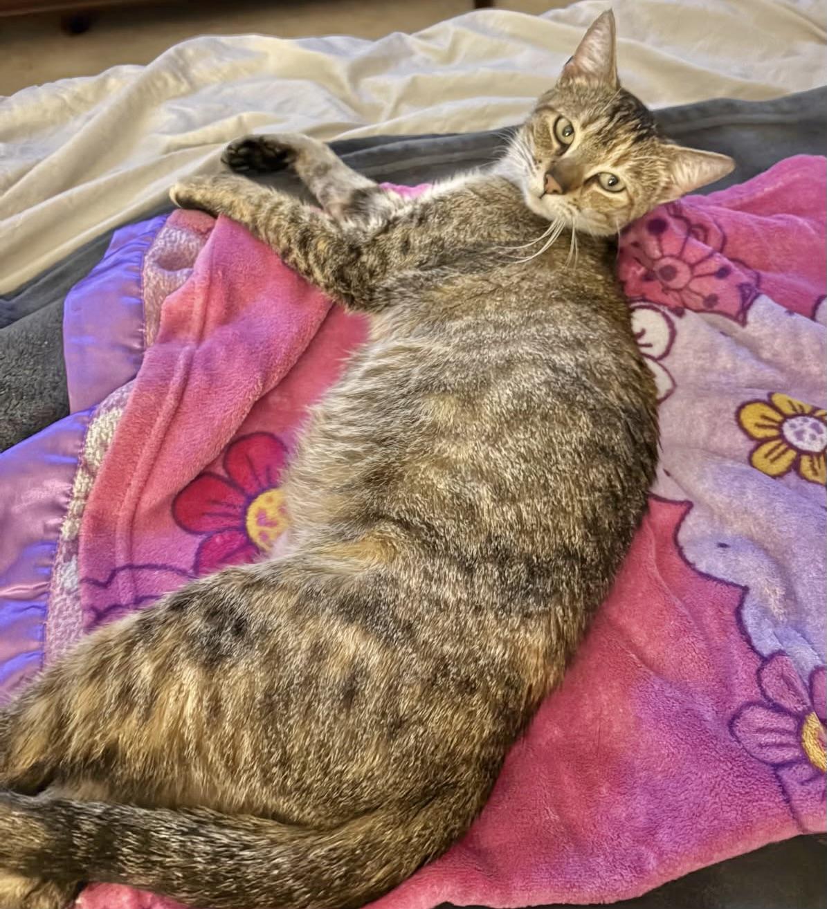 Enlarge Magnolia "Maggie", an adopted Tabby in Rock Hill, SC image 3/3