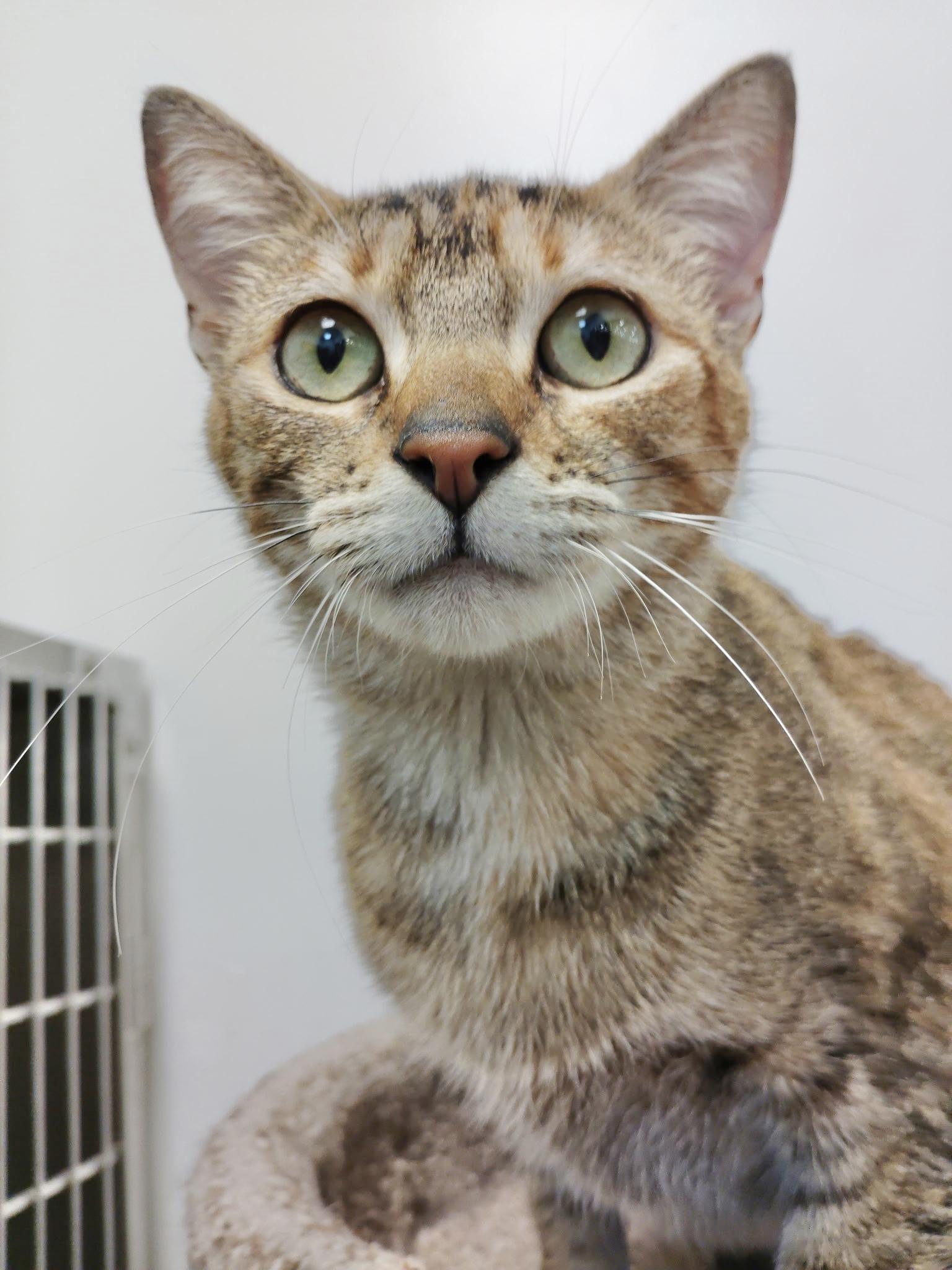 Enlarge Magnolia "Maggie", an adopted Tabby in Rock Hill, SC image 2/3