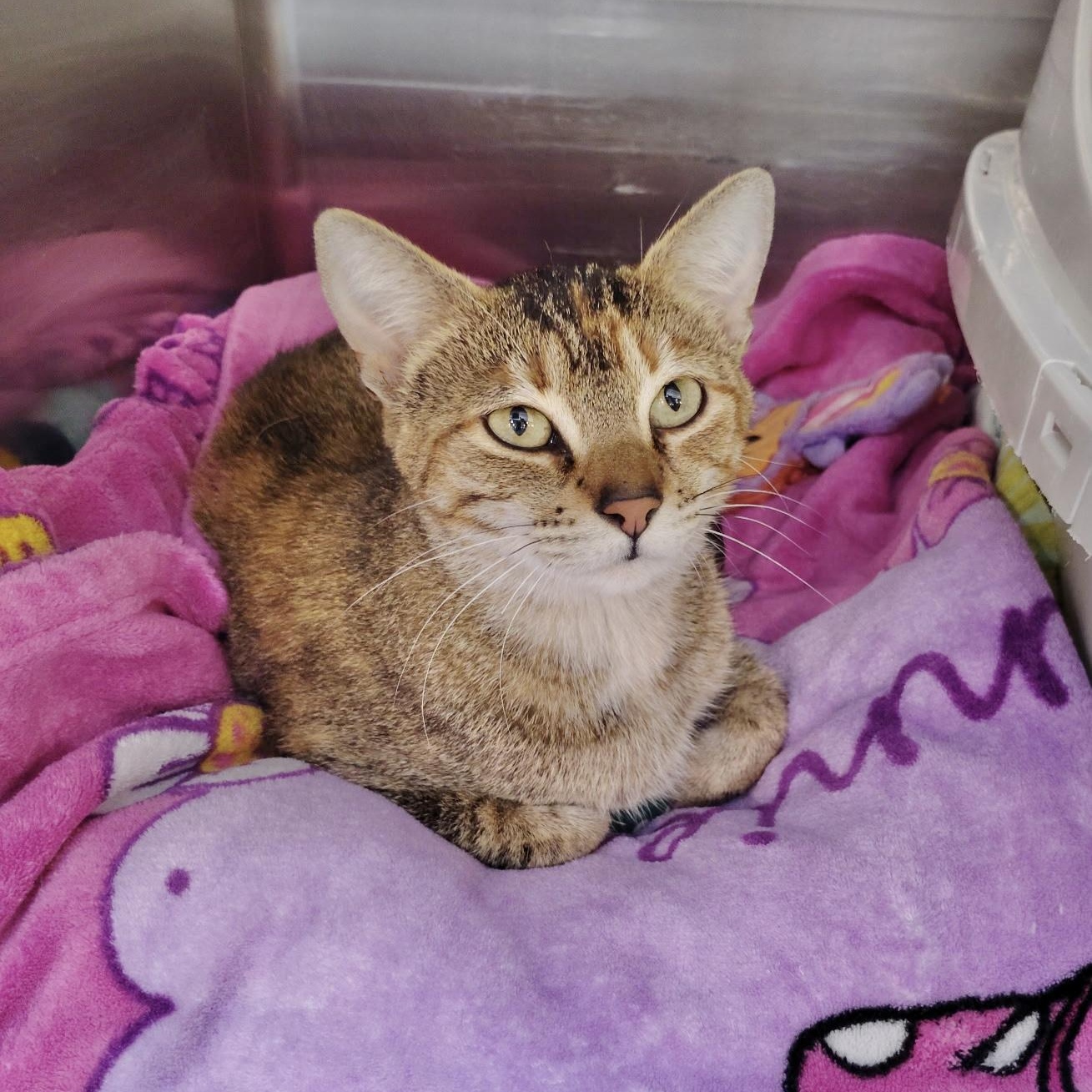 Magnolia "Maggie", adopted, Adult Female Tabby.