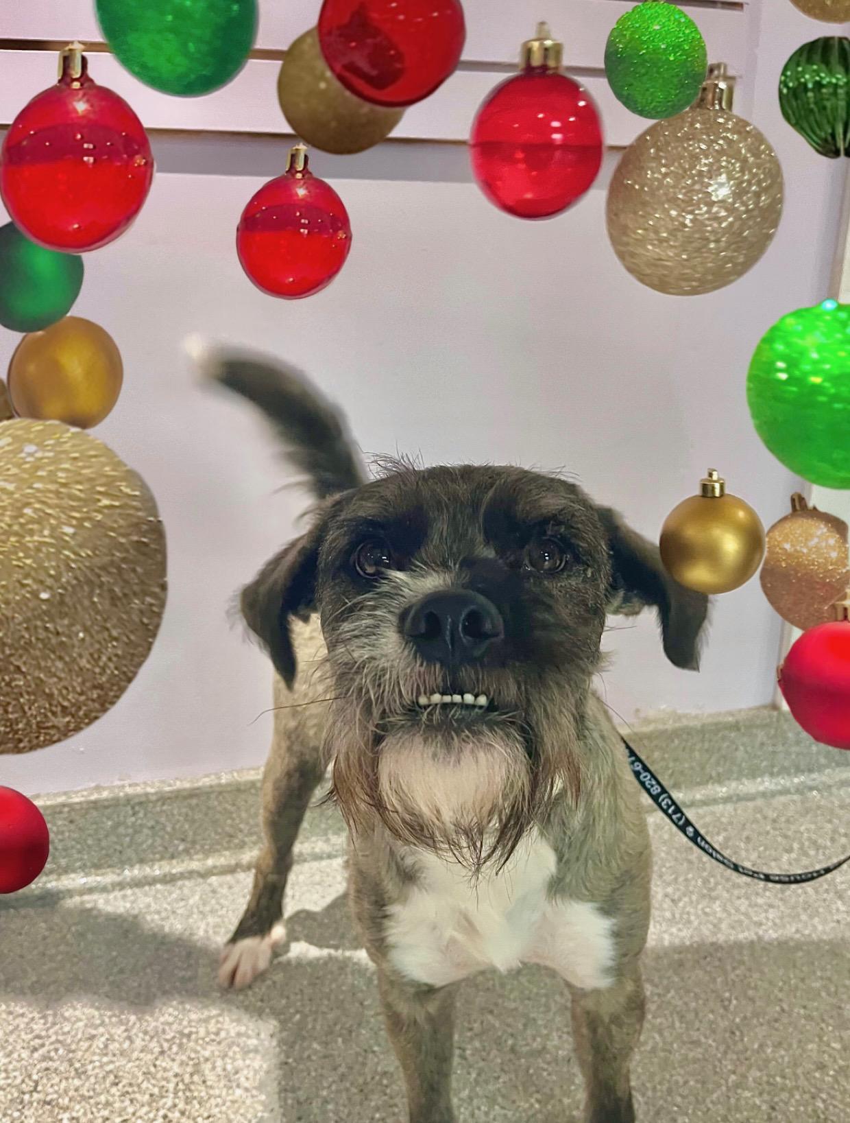 Baily, a Adoptable mixed breed in Houston, TX image 1/4