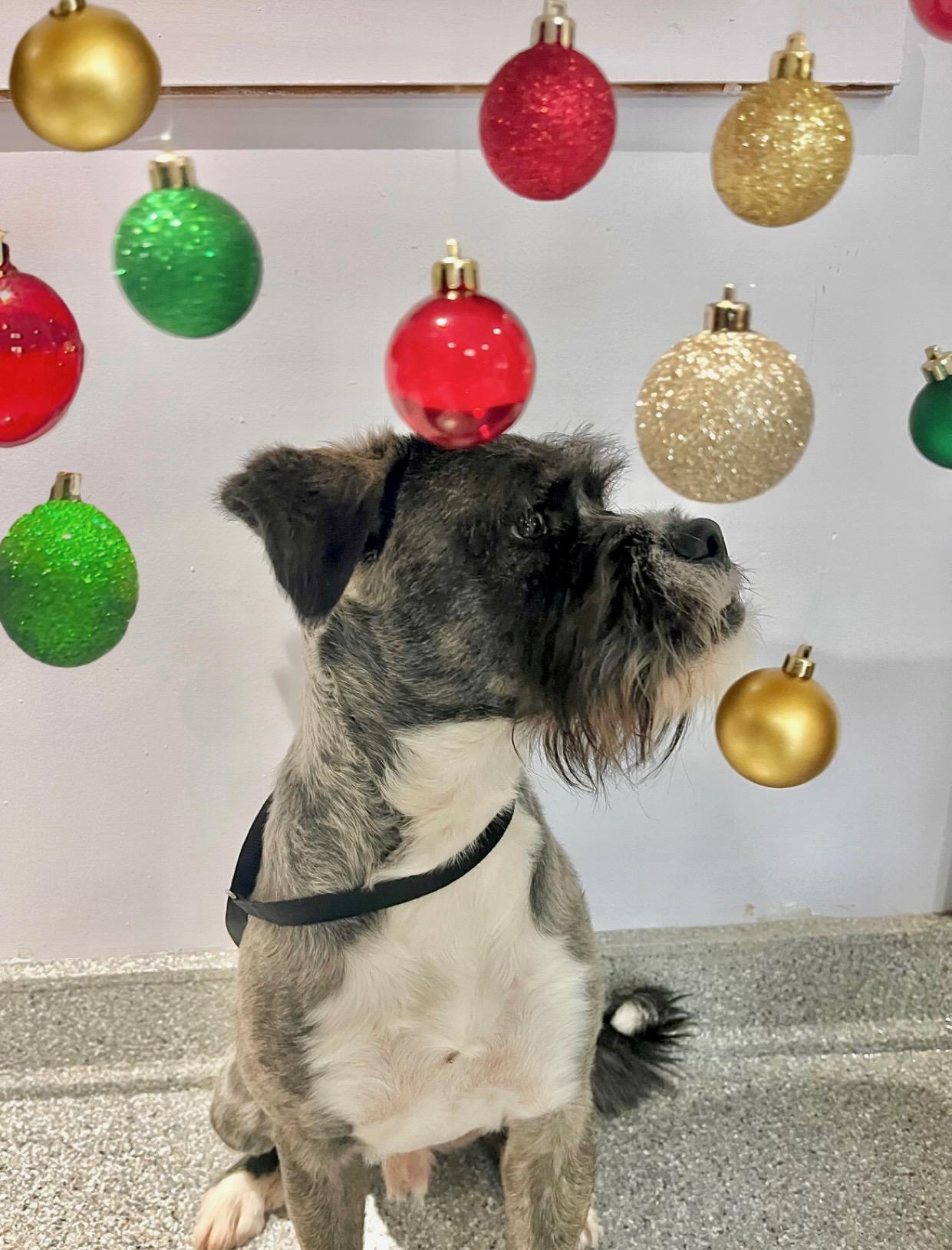 Baily, a Adoptable mixed breed in Houston, TX image 2/4