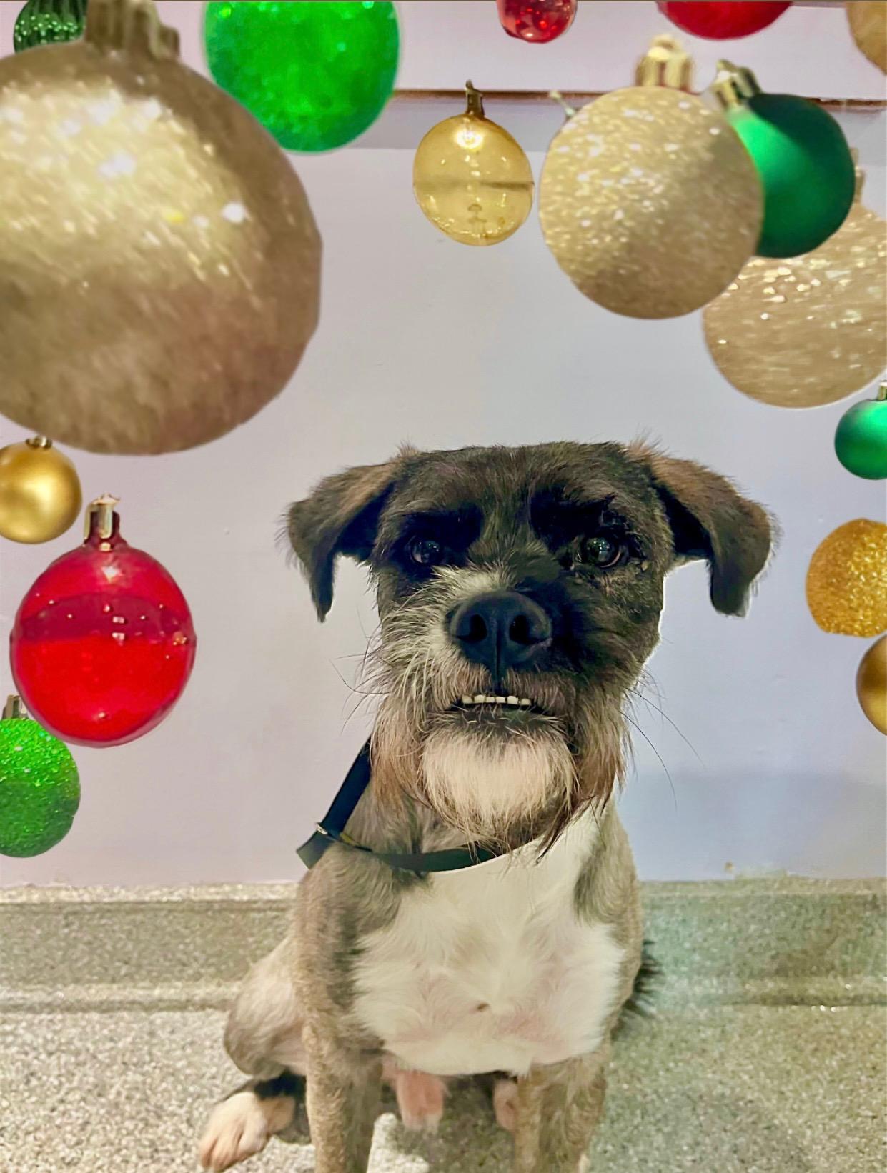 Baily, a Adoptable mixed breed in Houston, TX image 3/4