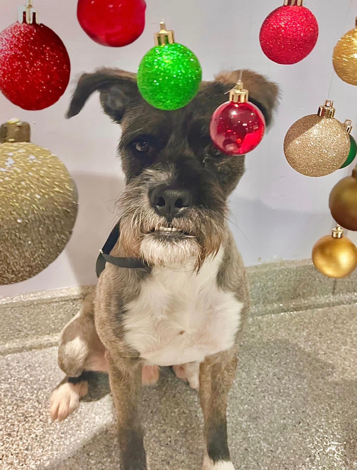 Baily, a Adoptable mixed breed in Houston, TX image 4/4