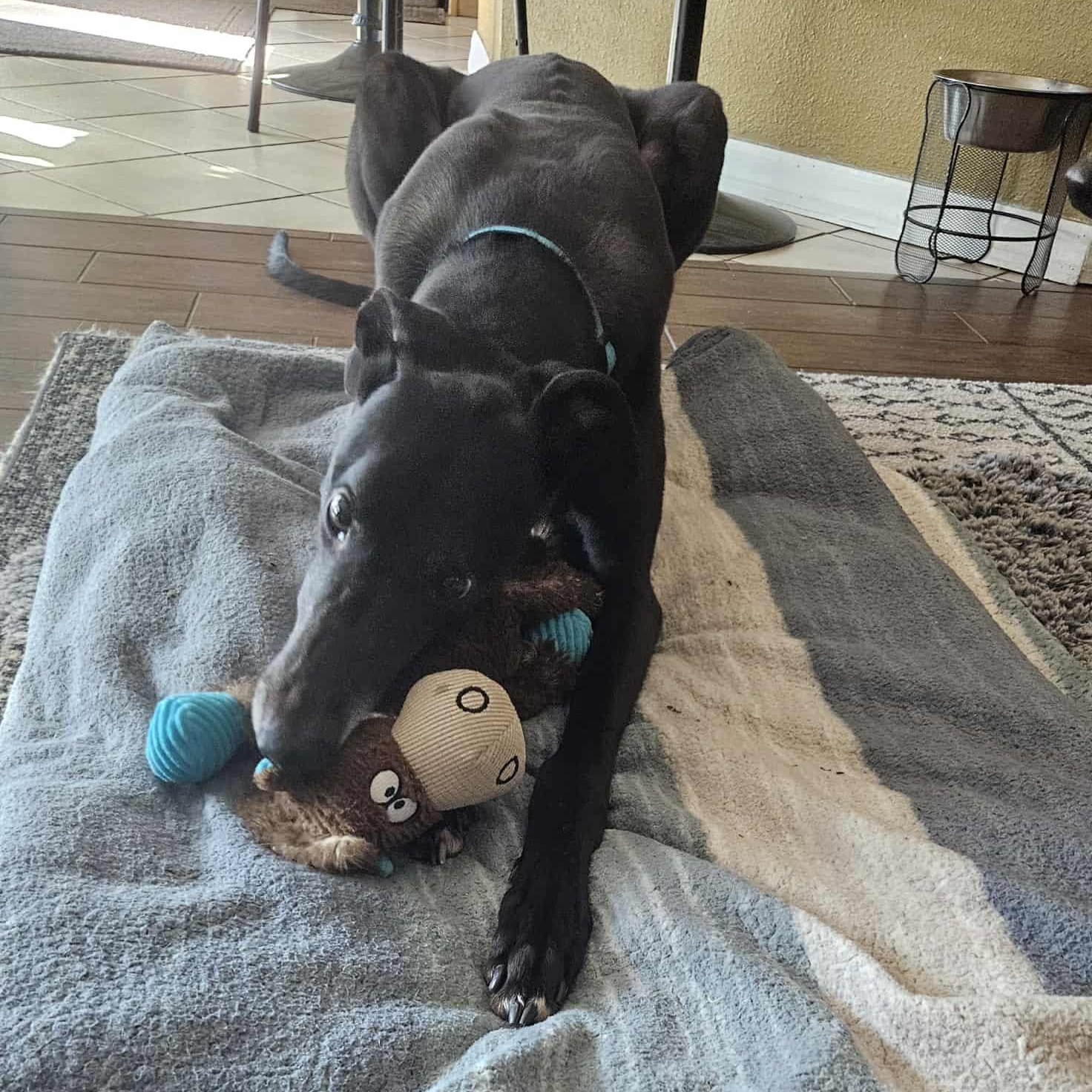 Punk Rock Warrior (Odin), ADOPTABLE, Adult Male Greyhound.