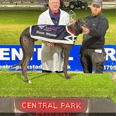 Enlarge Punk Rock Warrior (Odin), a ADOPTABLE Greyhound in North Port, FL image 2/3