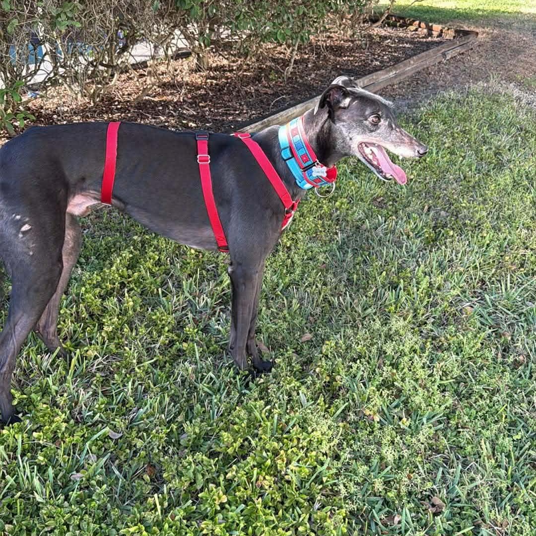 Enlarge Punk Rock Warrior (Odin), a ADOPTABLE Greyhound in North Port, FL image 3/3