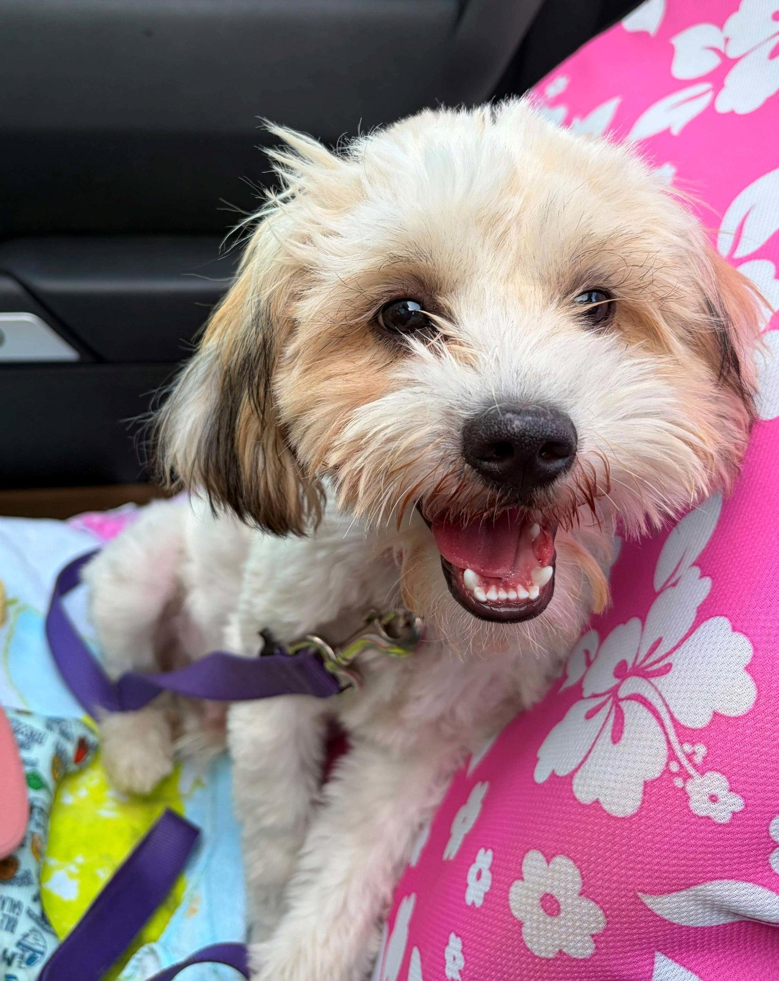 Roscoe, Adopted, Puppy Male Shih Tzu.