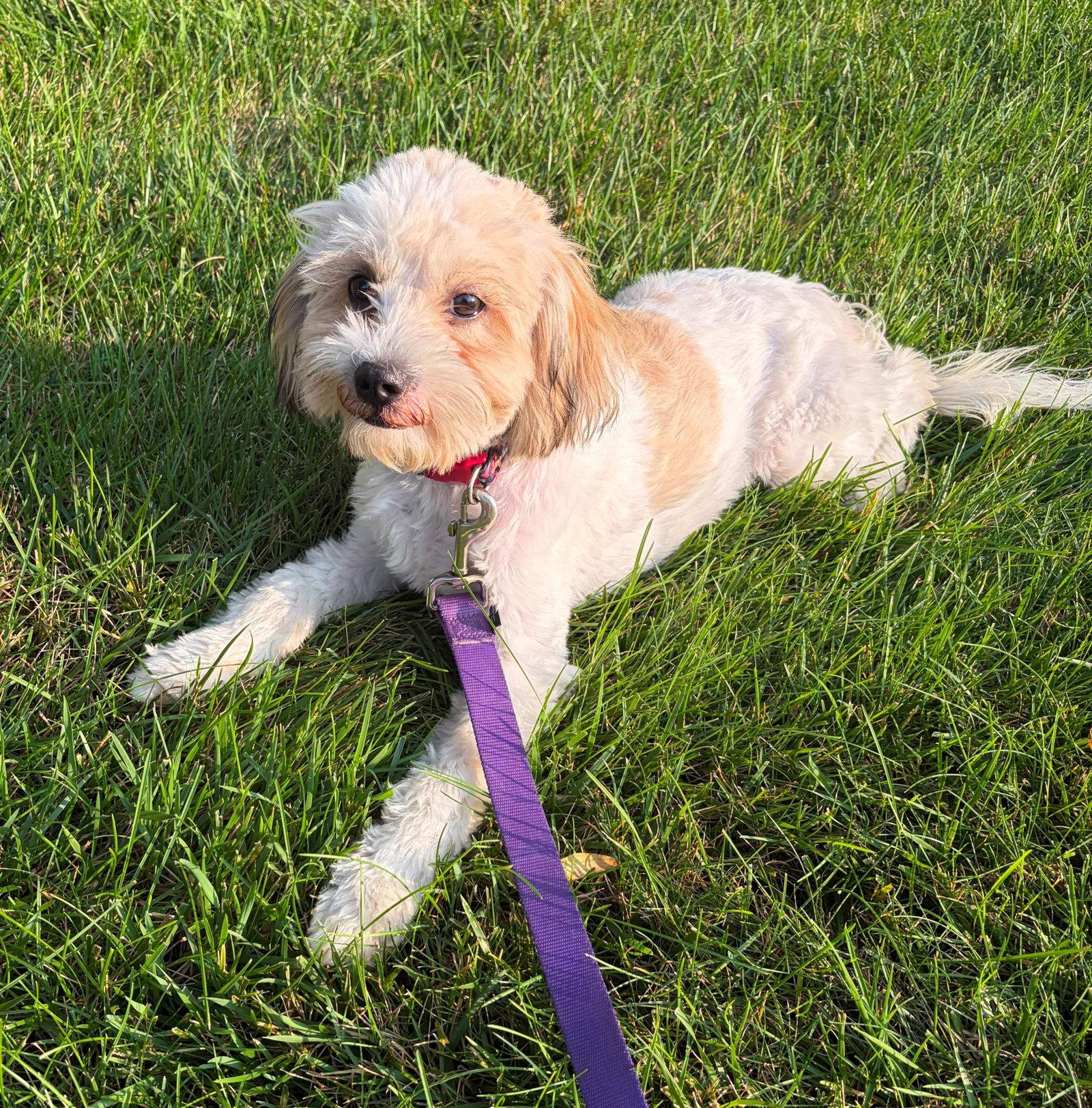 Roscoe, a Adopted Shih Tzu in Cliffwood, NJ image 2/3