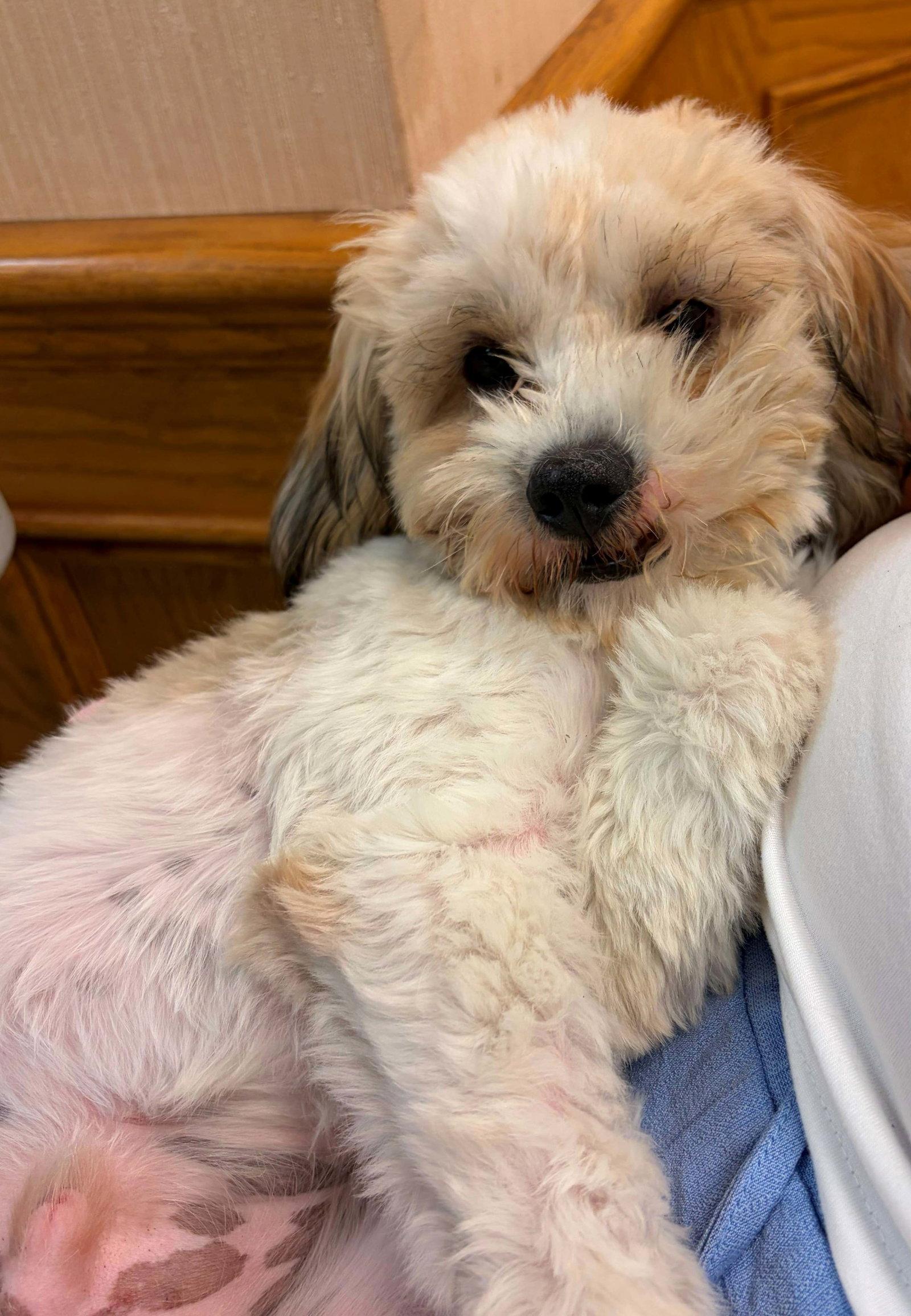 Roscoe, a Adopted Shih Tzu in Cliffwood, NJ image 3/3