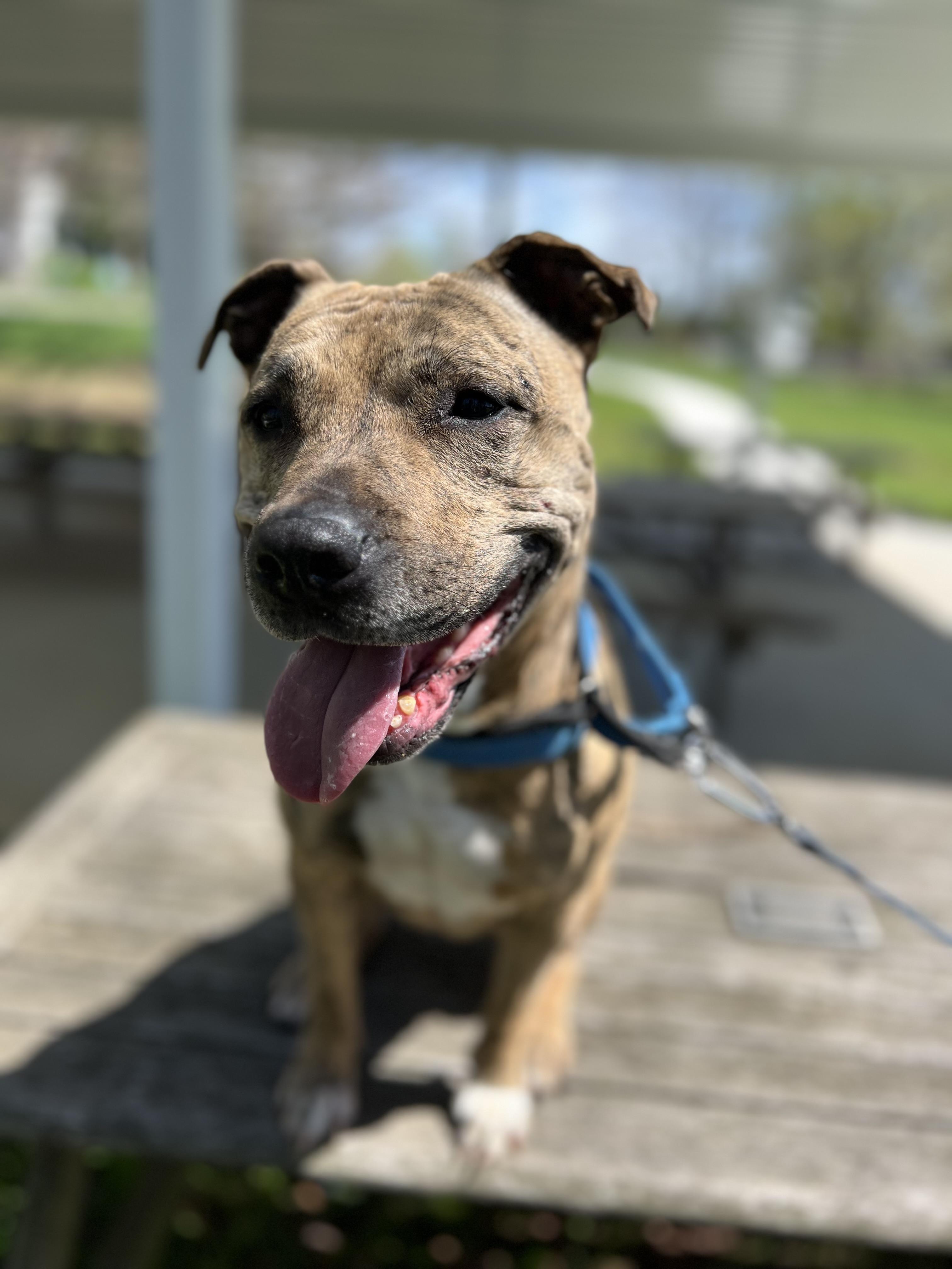 Reesie, Adoptable, Senior Female Pit Bull Terrier.