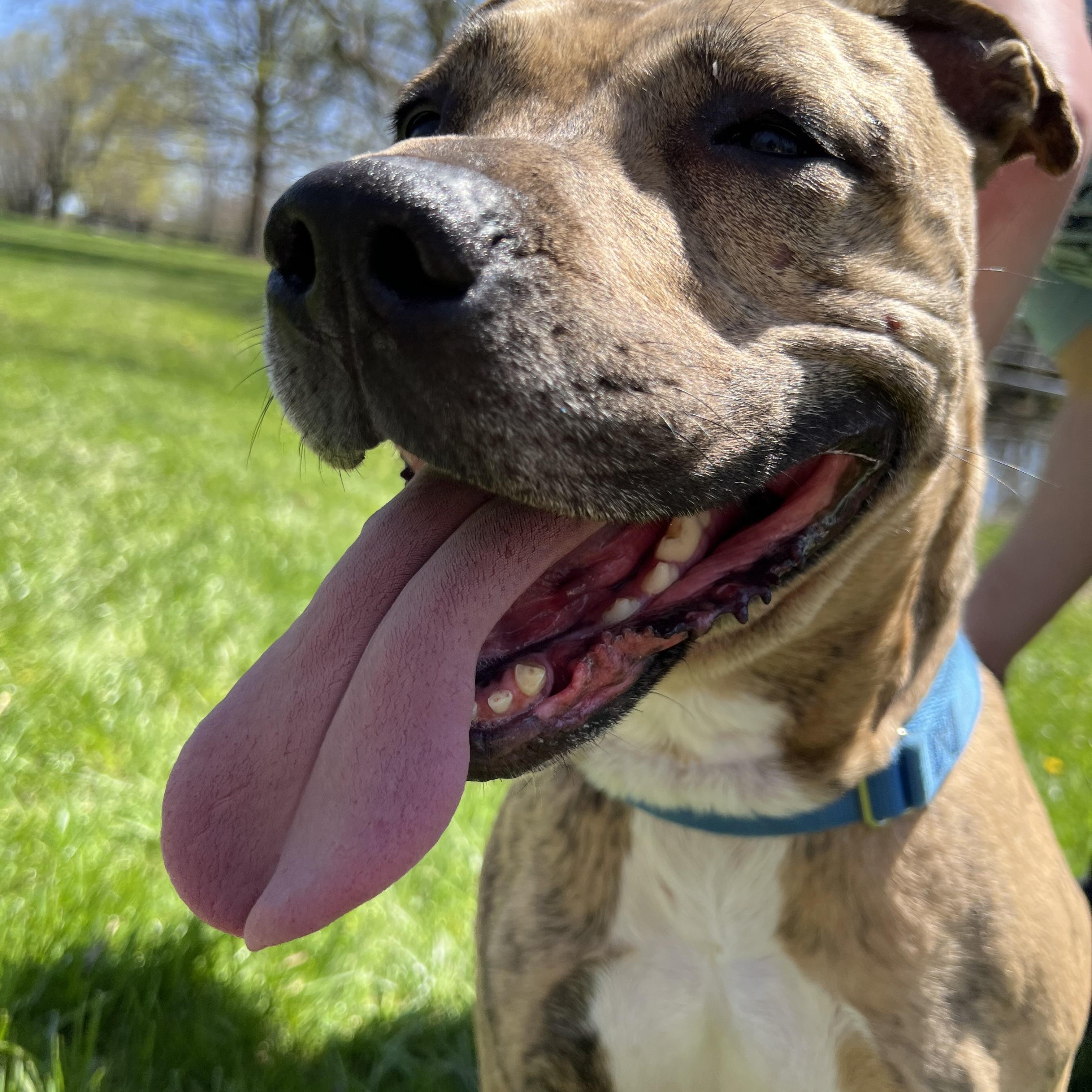 Enlarge Reesie, a Adoptable Pit Bull Terrier in Parkton, MD image 2/8