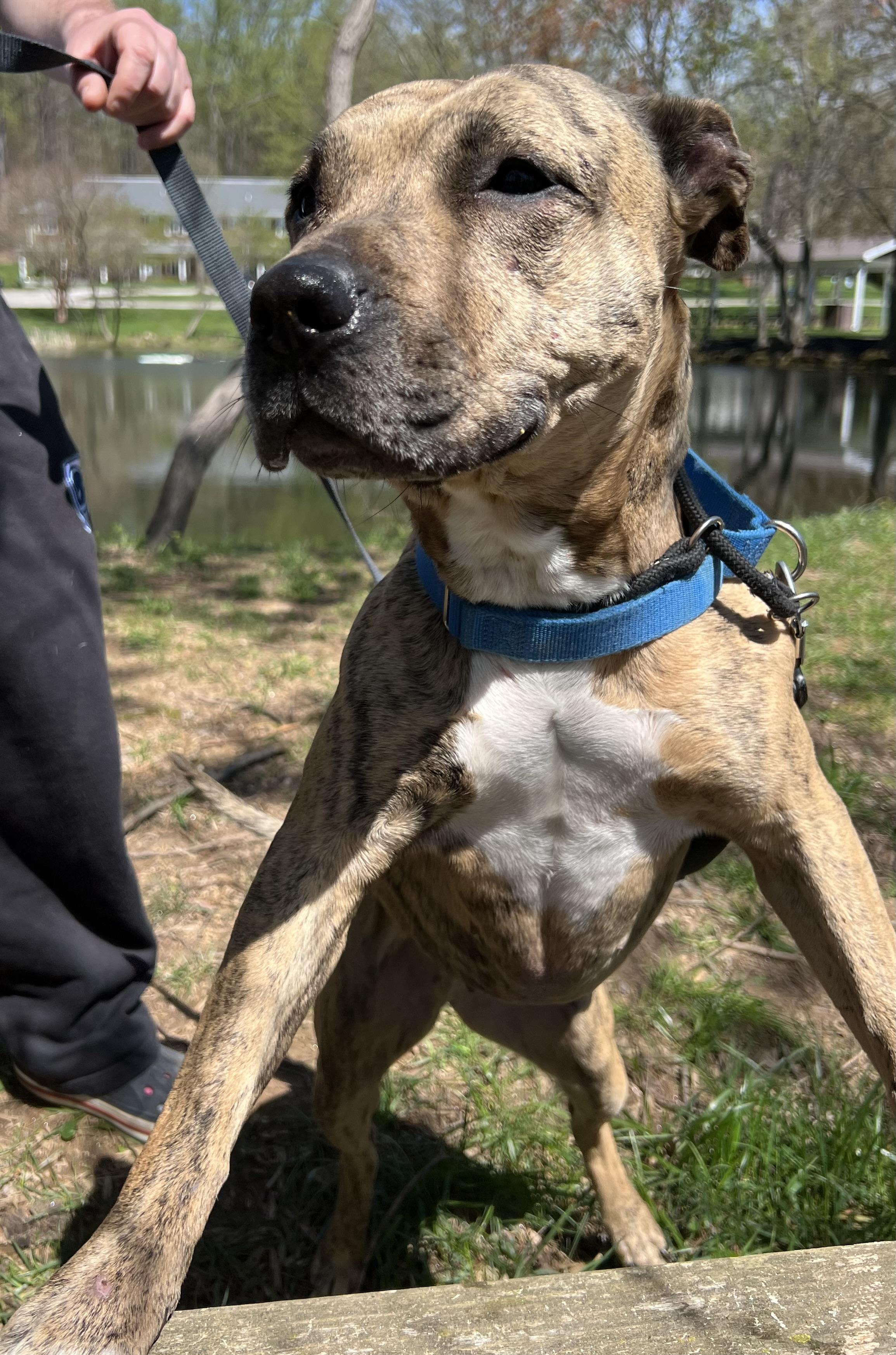 Enlarge Reesie, a Adoptable Pit Bull Terrier in Parkton, MD image 8/8