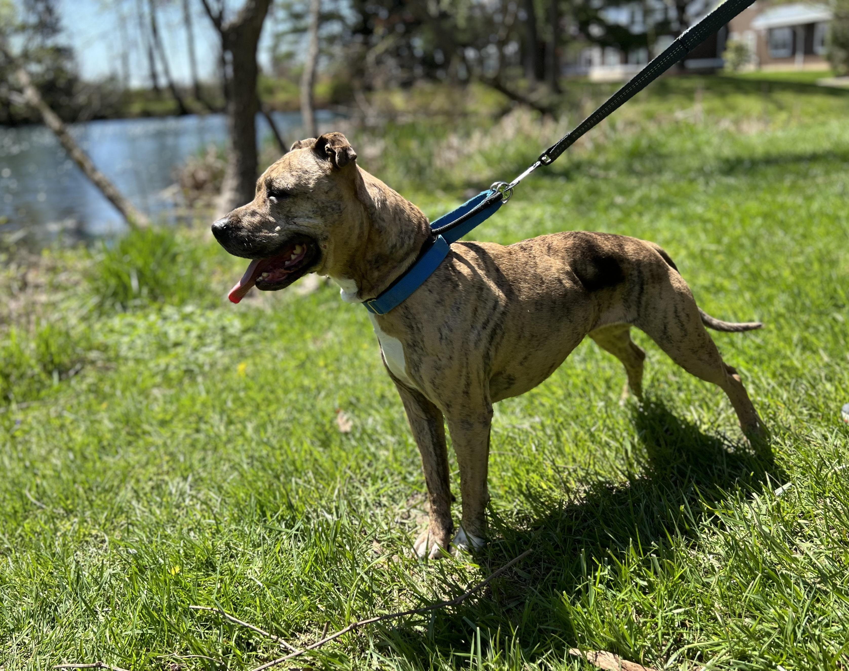Enlarge Reesie, a Adoptable Pit Bull Terrier in Parkton, MD image 3/8