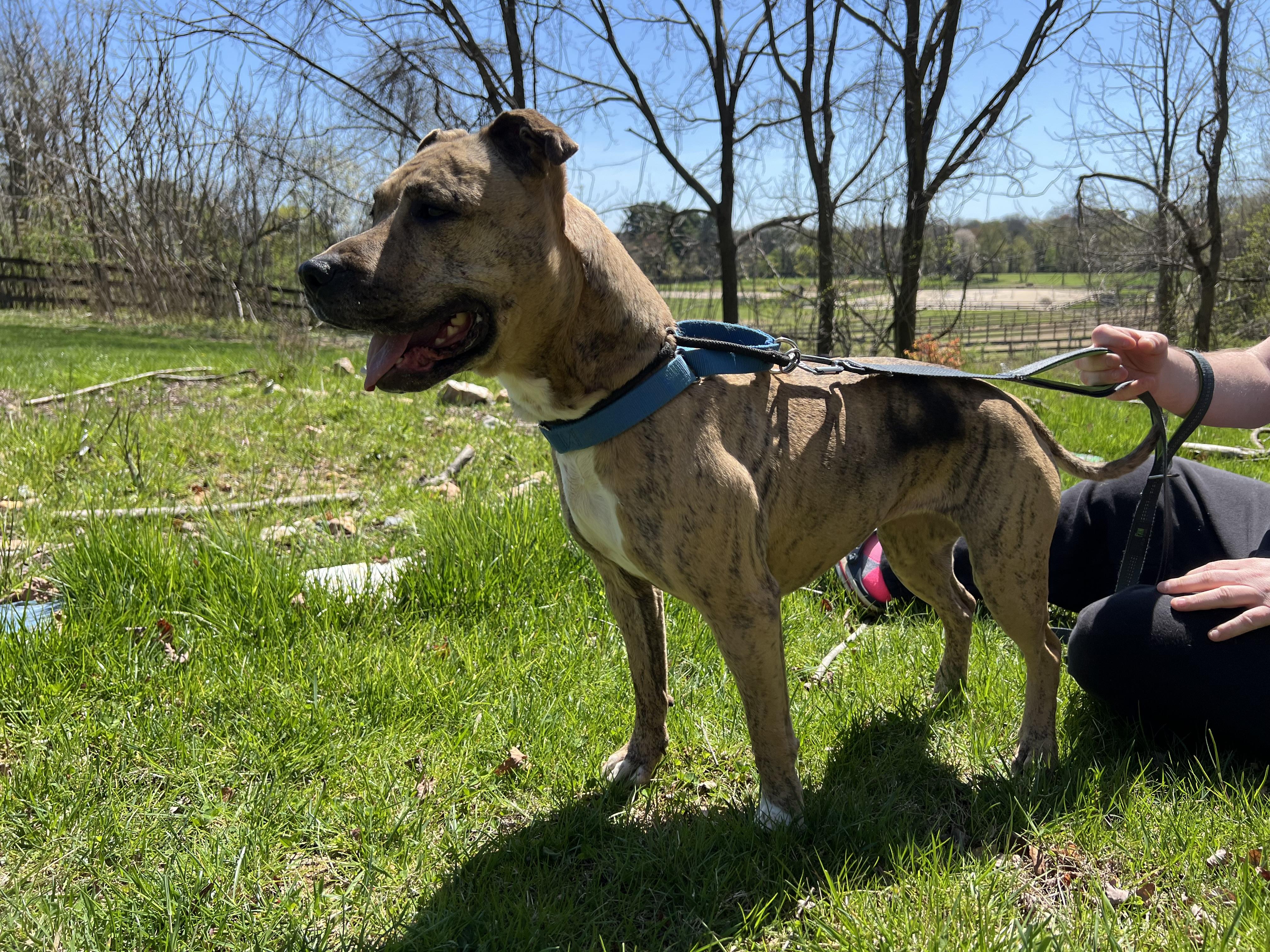 Enlarge Reesie, a Adoptable Pit Bull Terrier in Parkton, MD image 7/8
