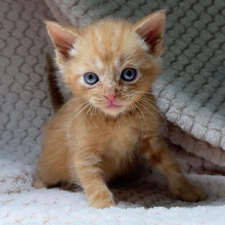 Thor, Adoptable, Kitten Male Domestic Medium Hair.