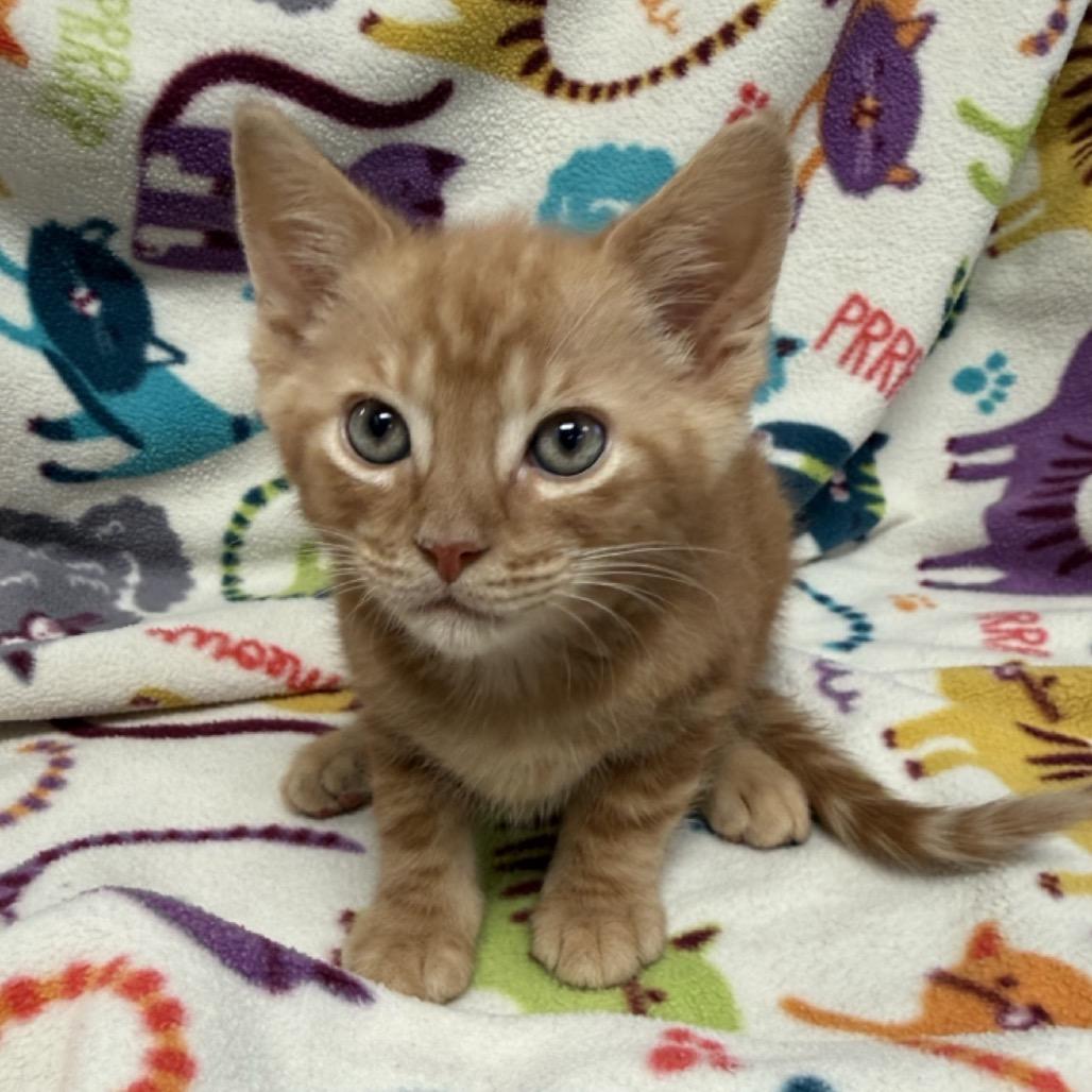 Enlarge Thor, a Adoptable Domestic Medium Hair in North Canton, OH image 2/2