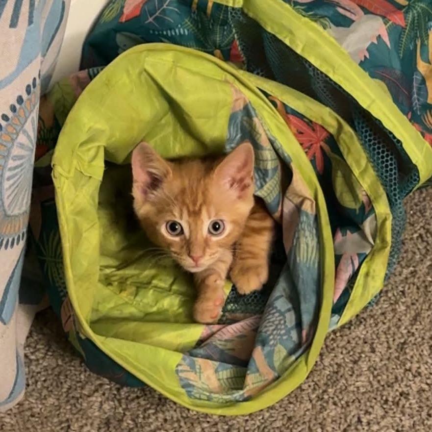 Enlarge Thor, a Adopted Domestic Medium Hair in North Canton, OH image 3/3