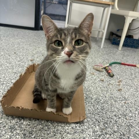 Abbey (Bonded with Jade), ADOPTABLE, Adult Female Domestic Short Hair.