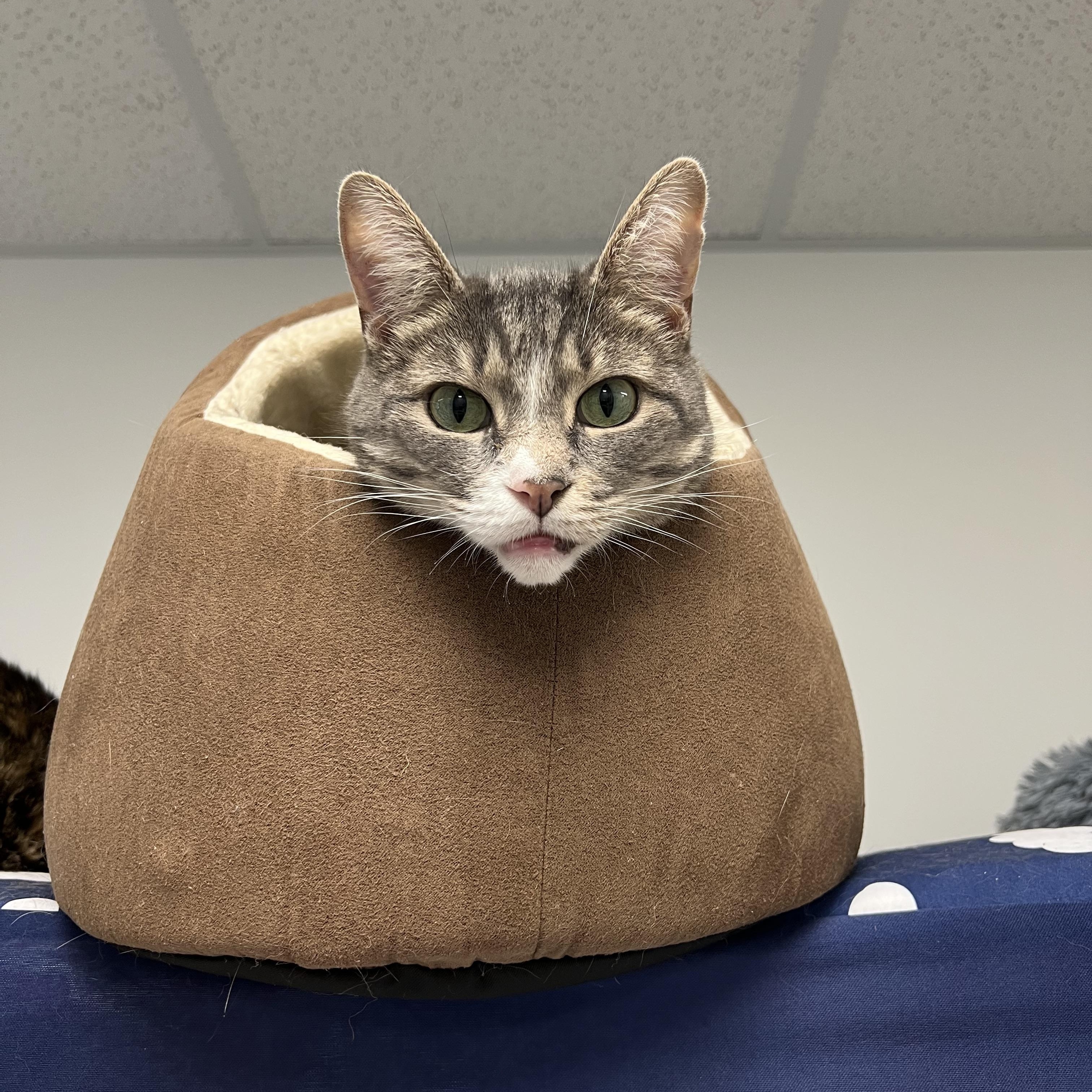Abbey (Bonded with Jade), a ADOPTABLE Domestic Short Hair in Hudsonville, MI image 5/6