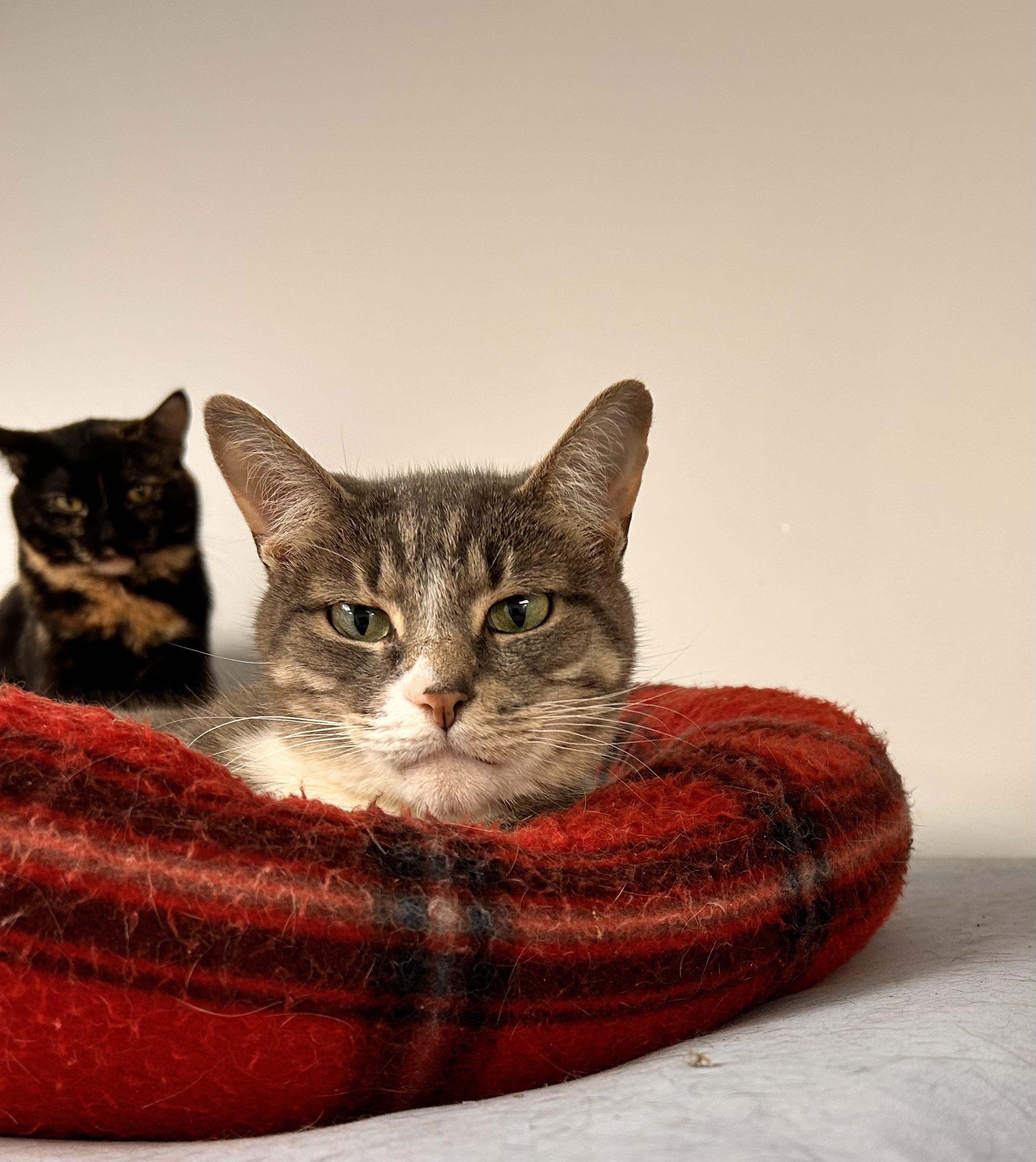 Enlarge Abbey (Bonded with Jade), a ADOPTABLE Domestic Short Hair in Hudsonville, MI image 4/6