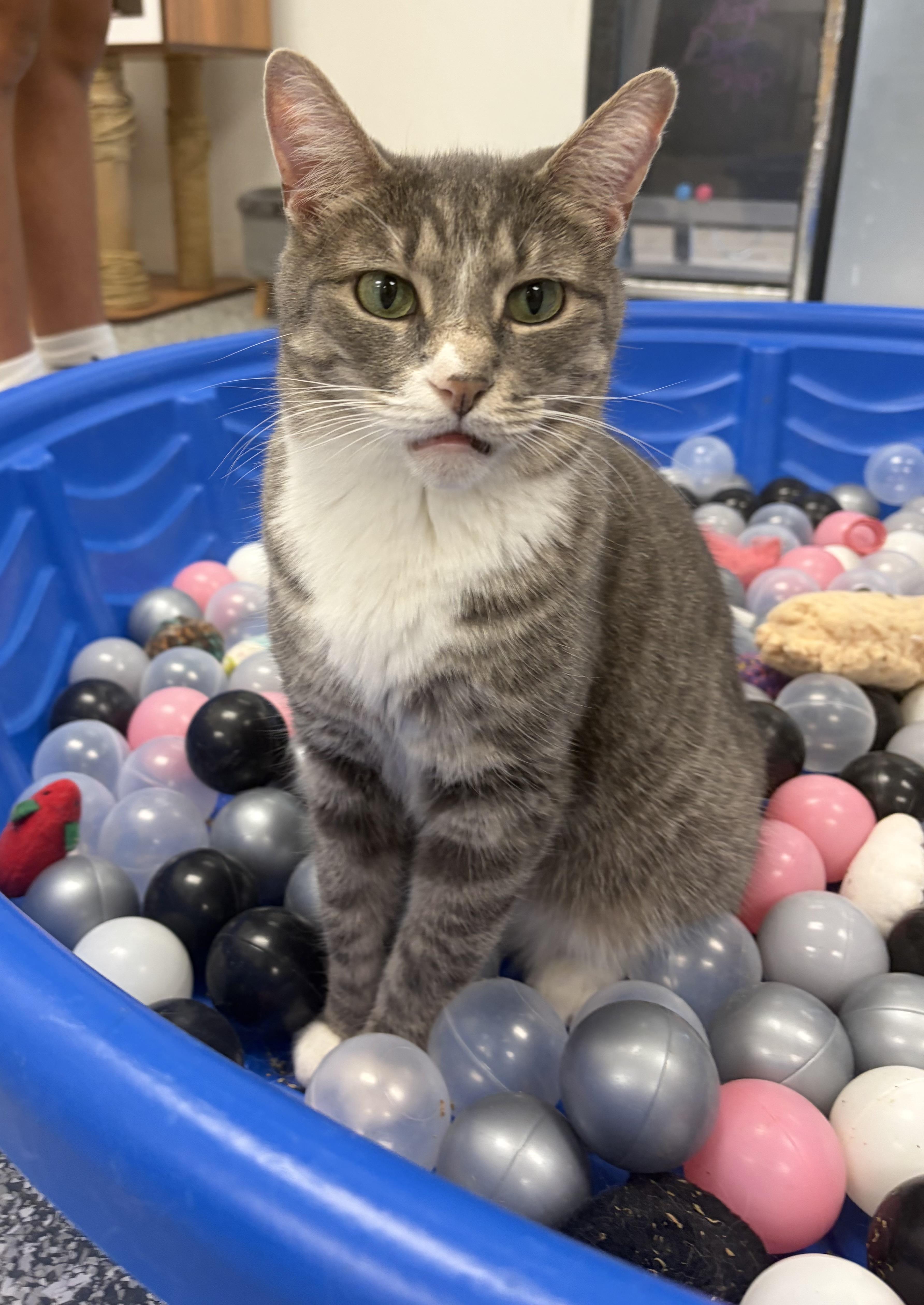 Abbey (Bonded with Jade), a ADOPTABLE Domestic Short Hair in Hudsonville, MI image 6/6