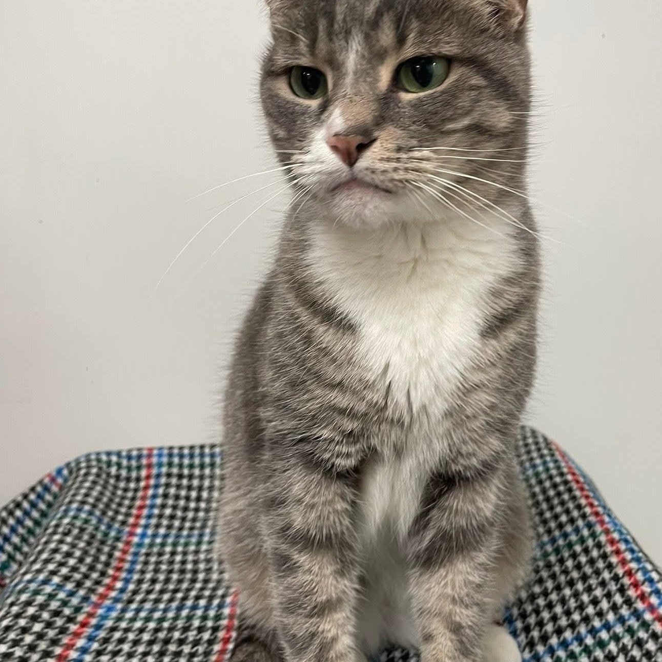 Enlarge Abbey (Bonded with Jade), a ADOPTABLE Domestic Short Hair in Hudsonville, MI image 1/6