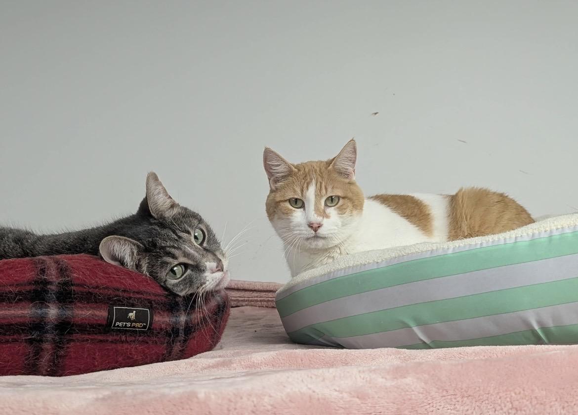 Abbey (Bonded with Jade), a ADOPTABLE Domestic Short Hair in Hudsonville, MI image 6/6