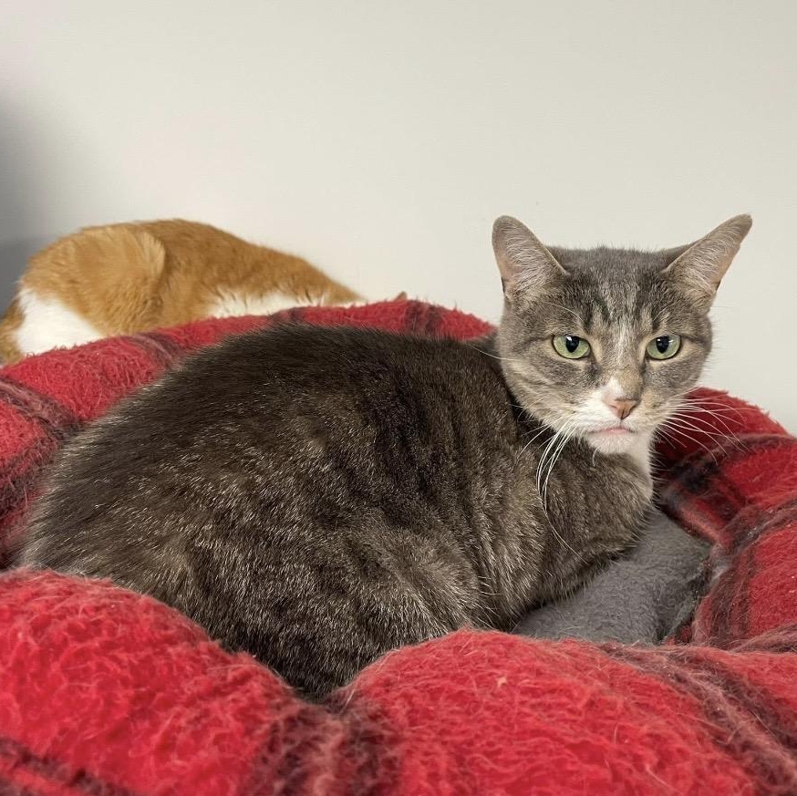 Enlarge Abbey (Bonded with Jade), a ADOPTABLE Domestic Short Hair in Hudsonville, MI image 6/6