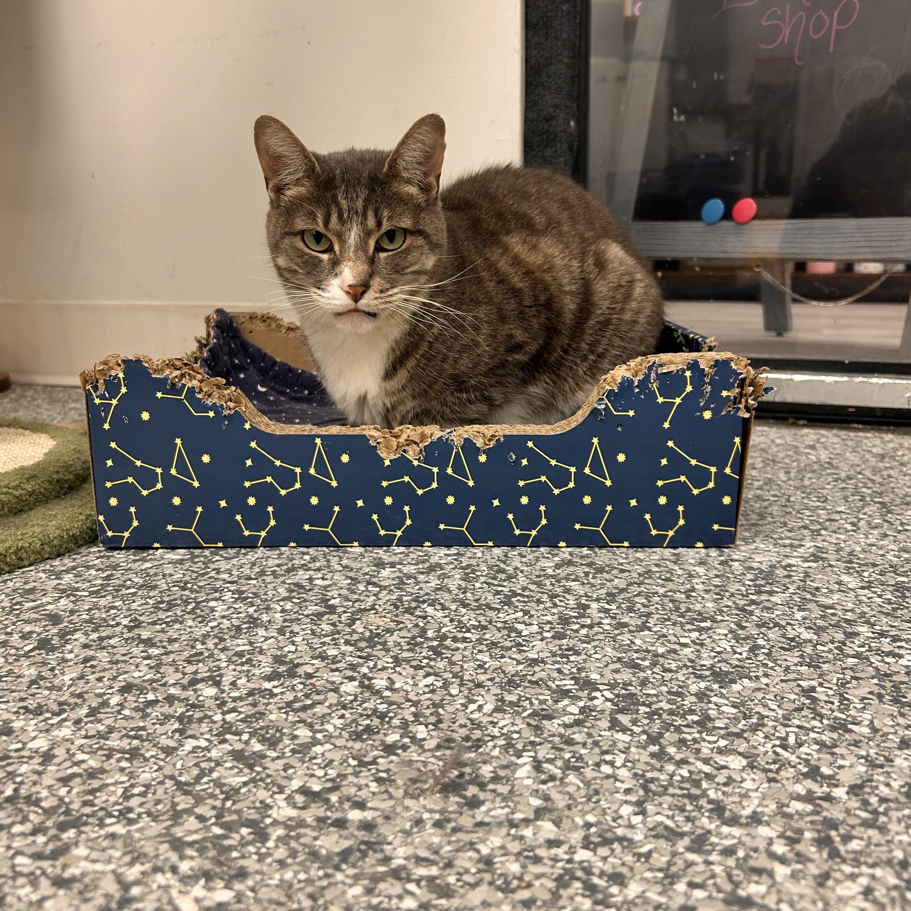 Enlarge Abbey (Bonded with Jade), a ADOPTABLE Domestic Short Hair in Hudsonville, MI image 3/6