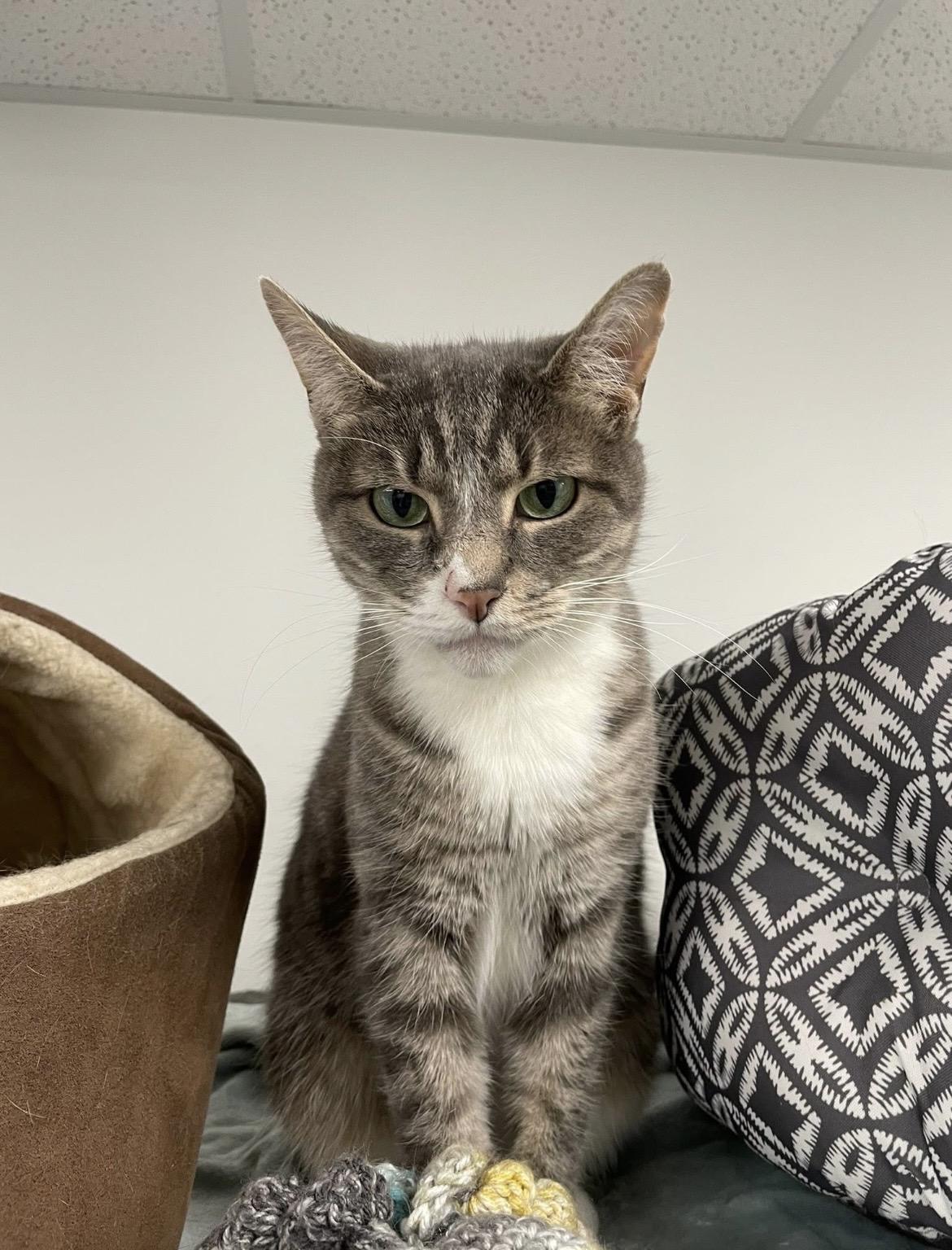 Enlarge Abbey (Bonded with Jade), a ADOPTABLE Domestic Short Hair in Hudsonville, MI image 2/6