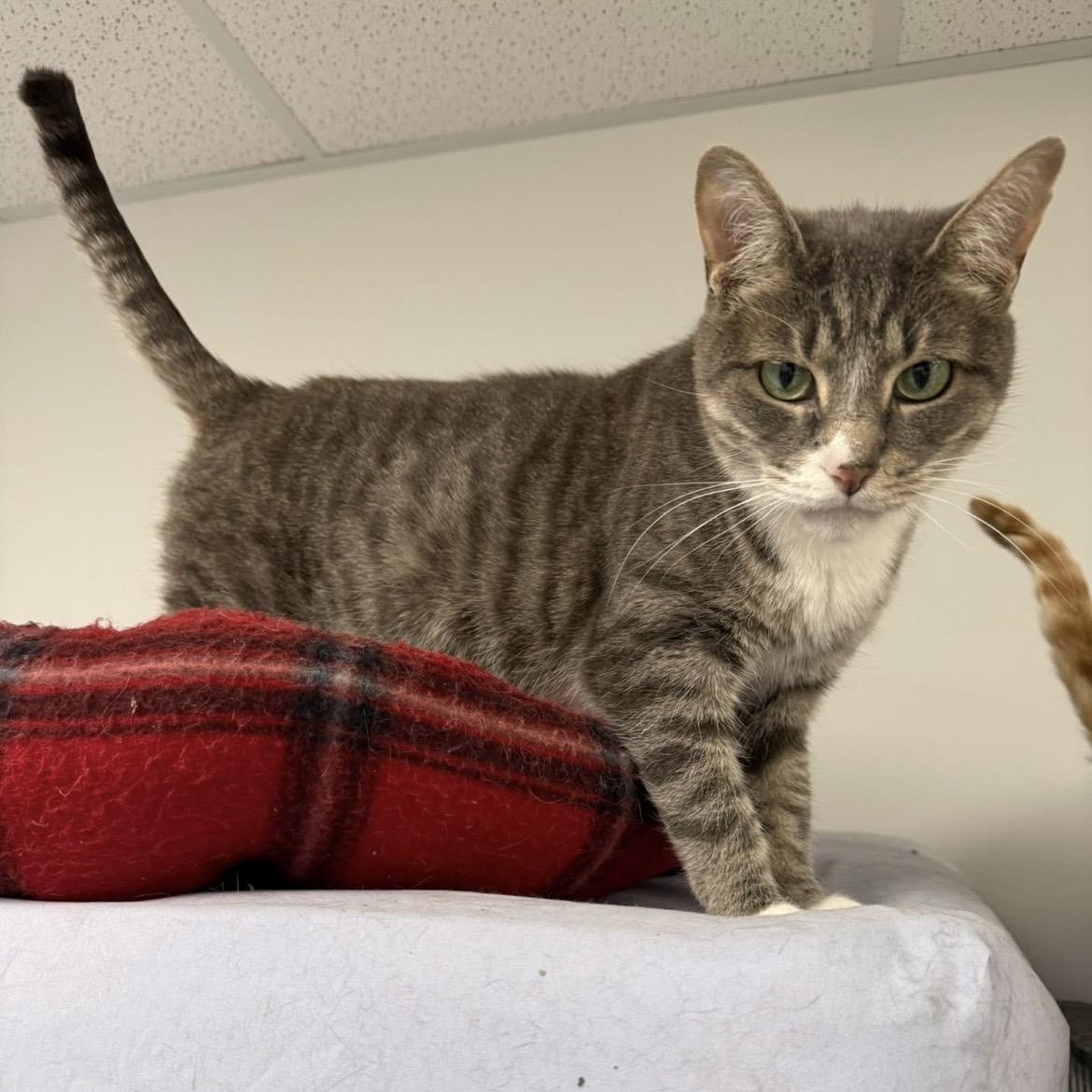 Enlarge Abbey (Bonded with Jade), a ADOPTABLE Domestic Short Hair in Hudsonville, MI image 5/6
